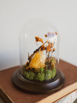 Peruvian Dotted Glory In Cloche, IN40
