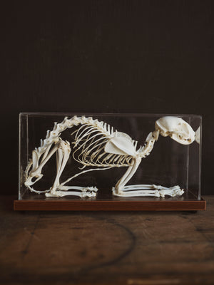 Full Articulated Cat Skeleton, SB1254