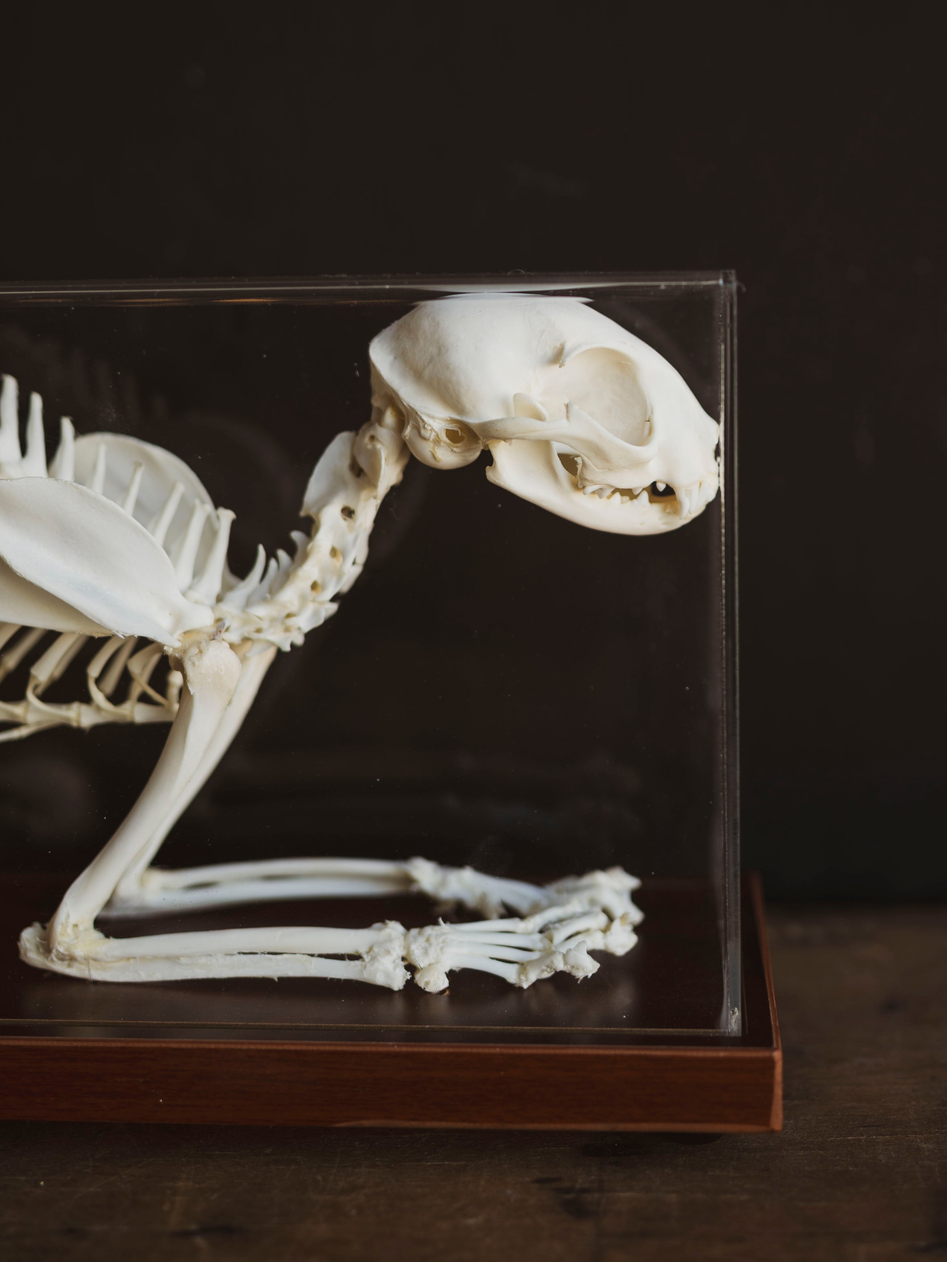 Full Articulated Cat Skeleton, SB1254