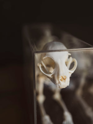Full Articulated Cat Skeleton, SB1254