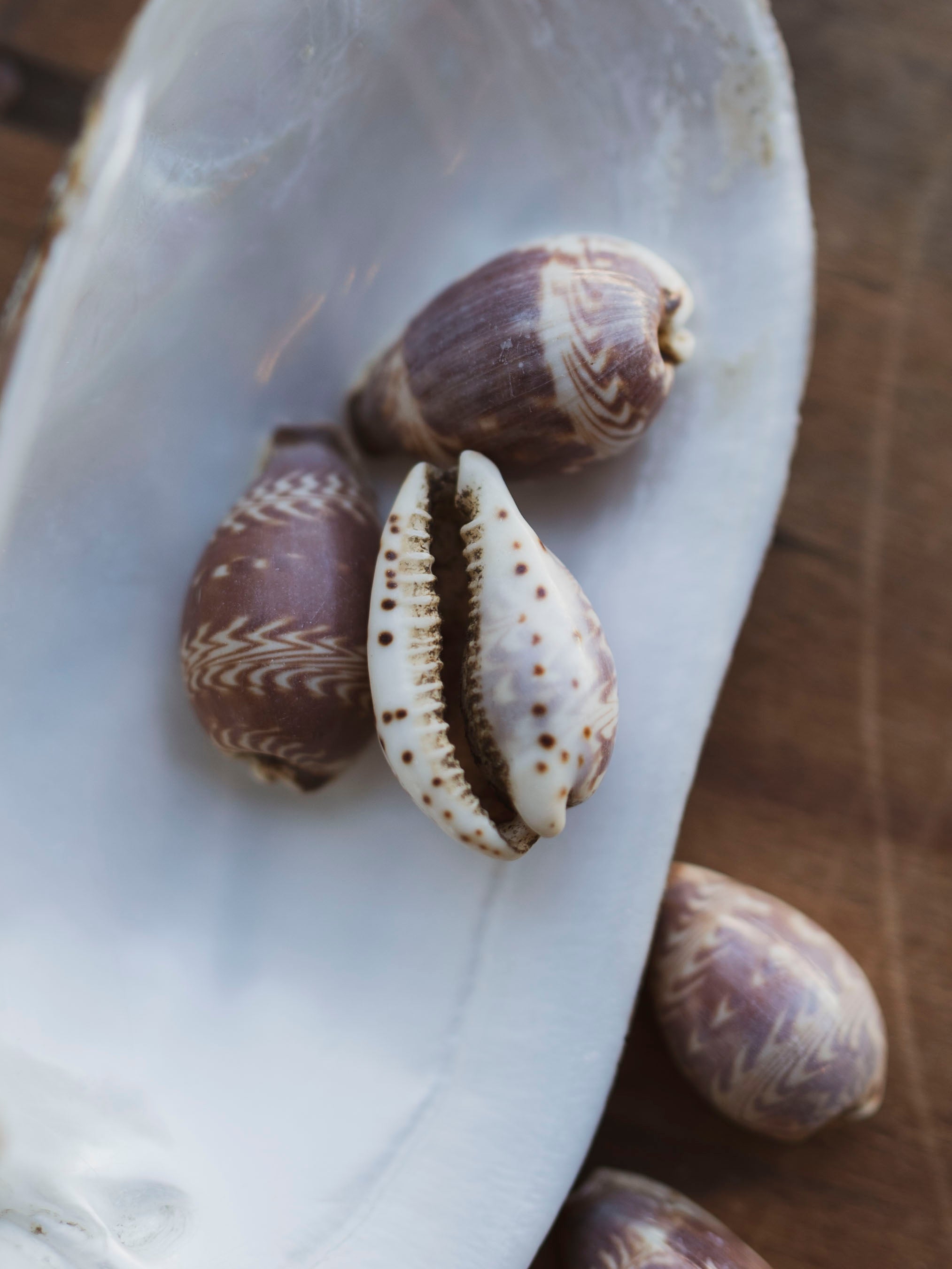 Day Break Cowrie Shell, NA110