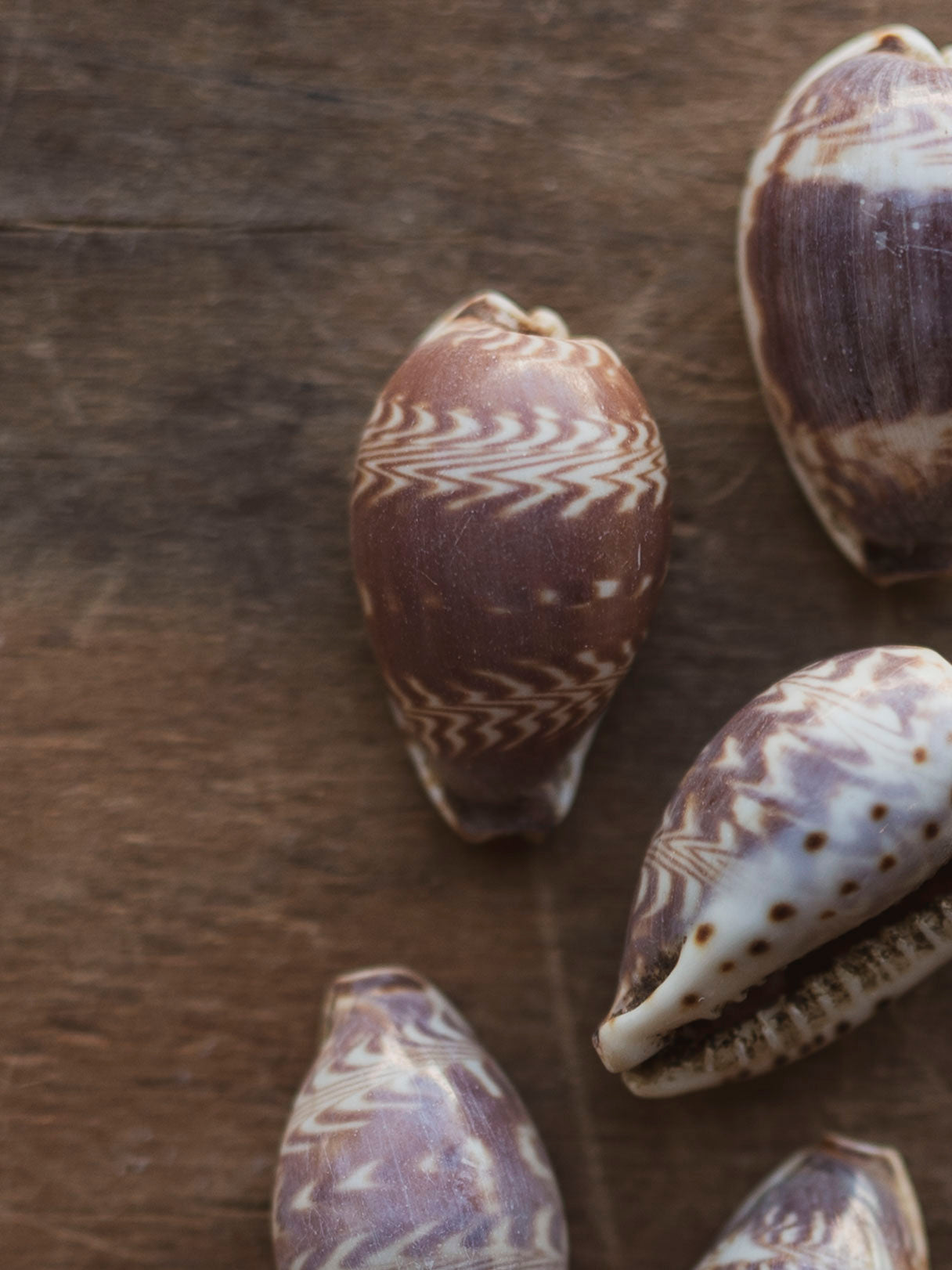 Day Break Cowrie Shell, NA110