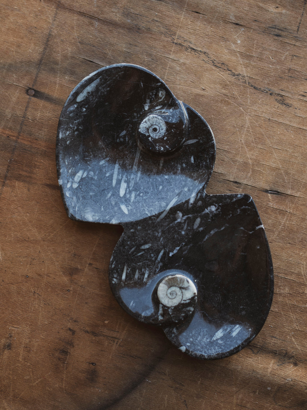 Fossilized Goniatite Ammonite Dish, RM1217
