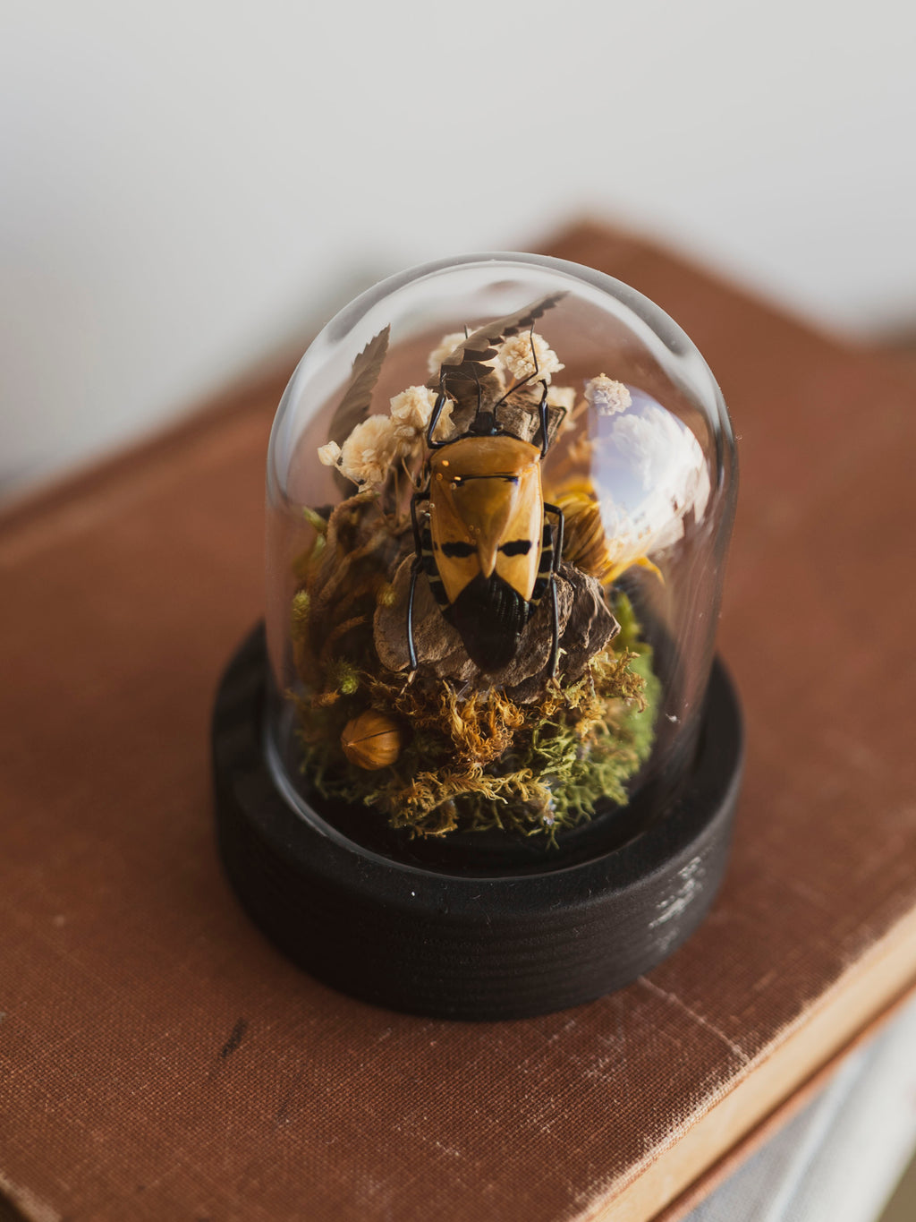 Man-Faced Shield Bug Cloche, IN1258