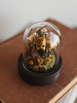 Man-Faced Shield Bug Cloche, IN1258