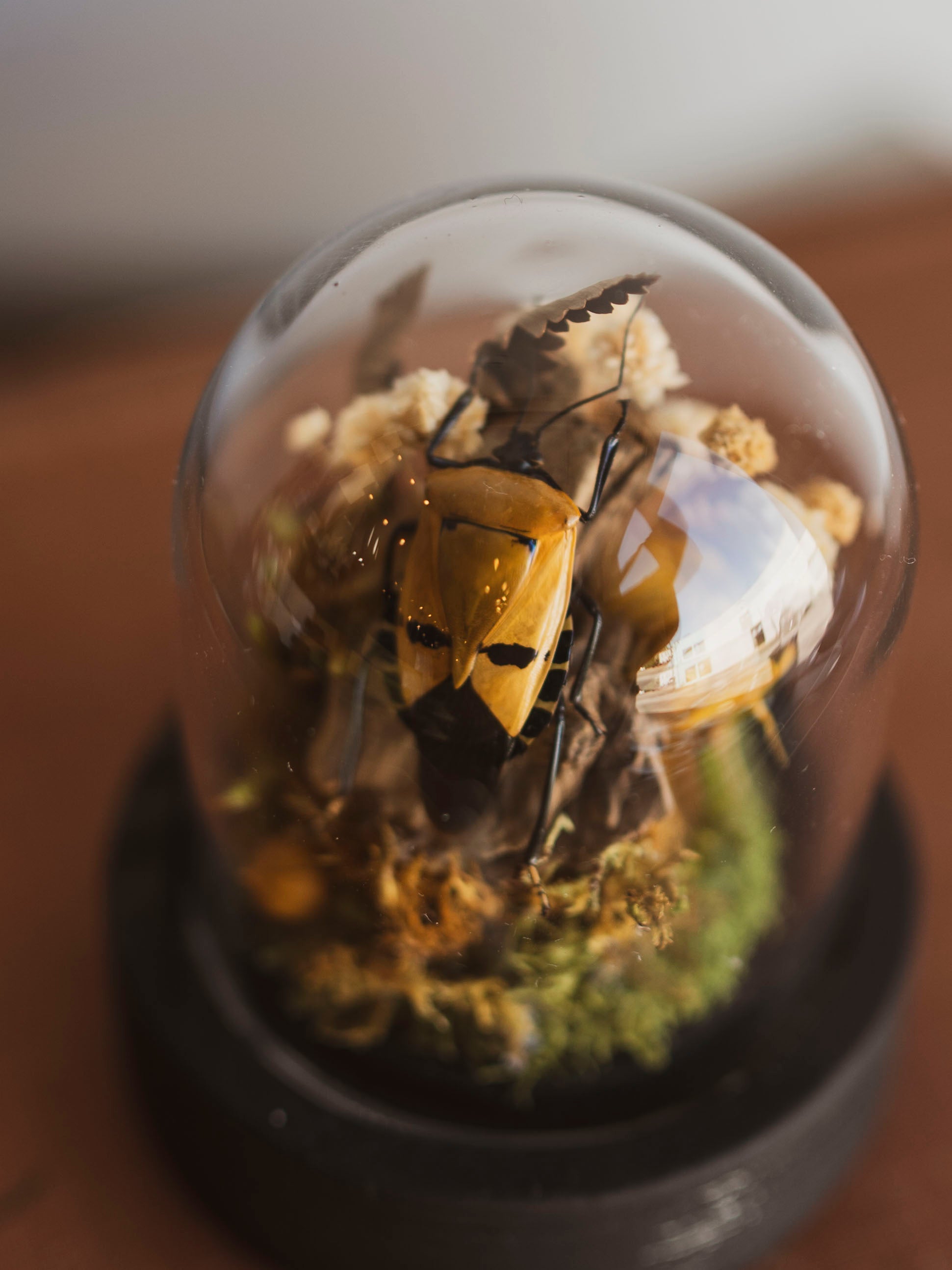 Man-Faced Shield Bug Cloche, IN1258