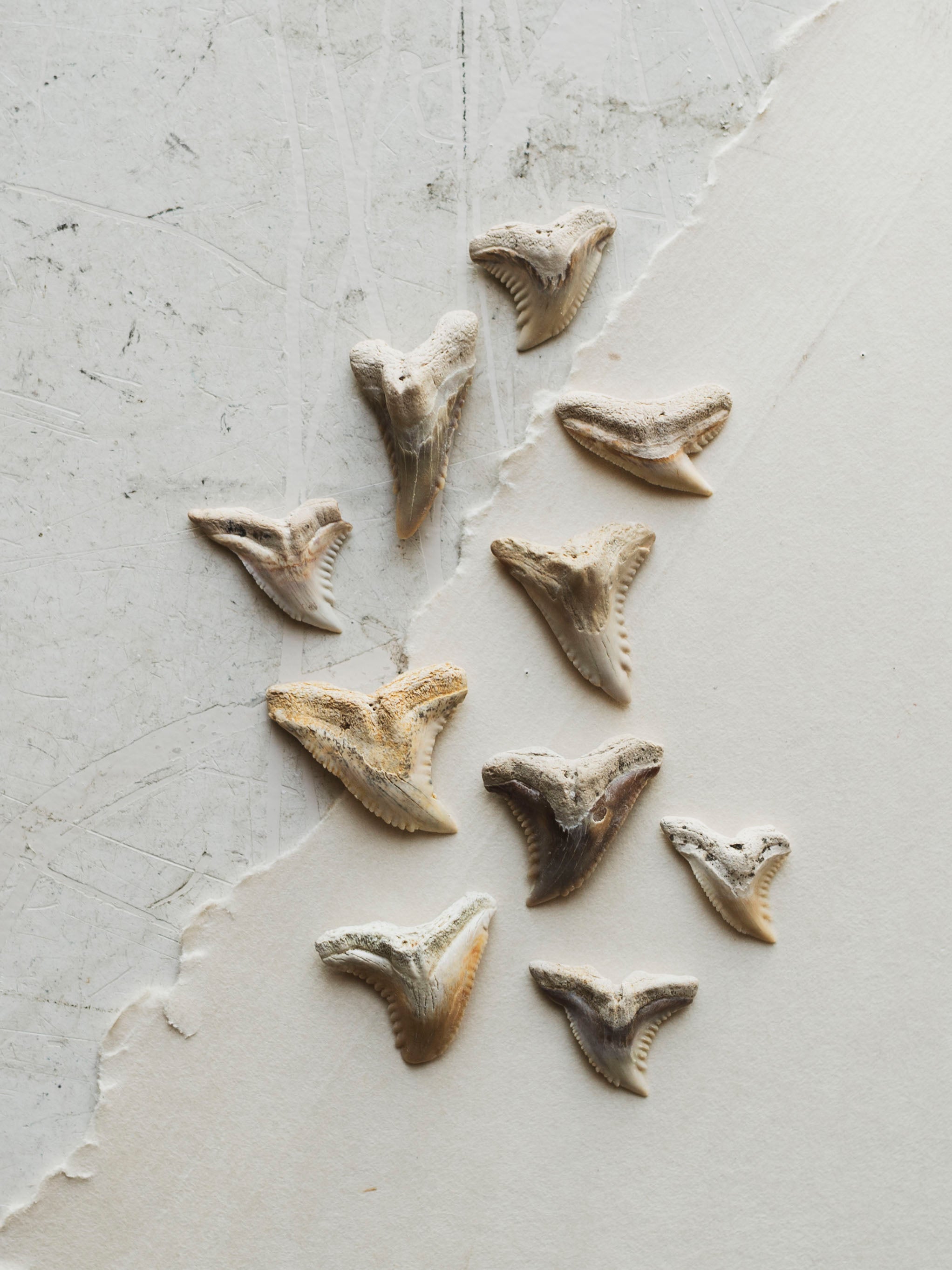 Fossilized Snaggletooth Shark Tooth, RM2029