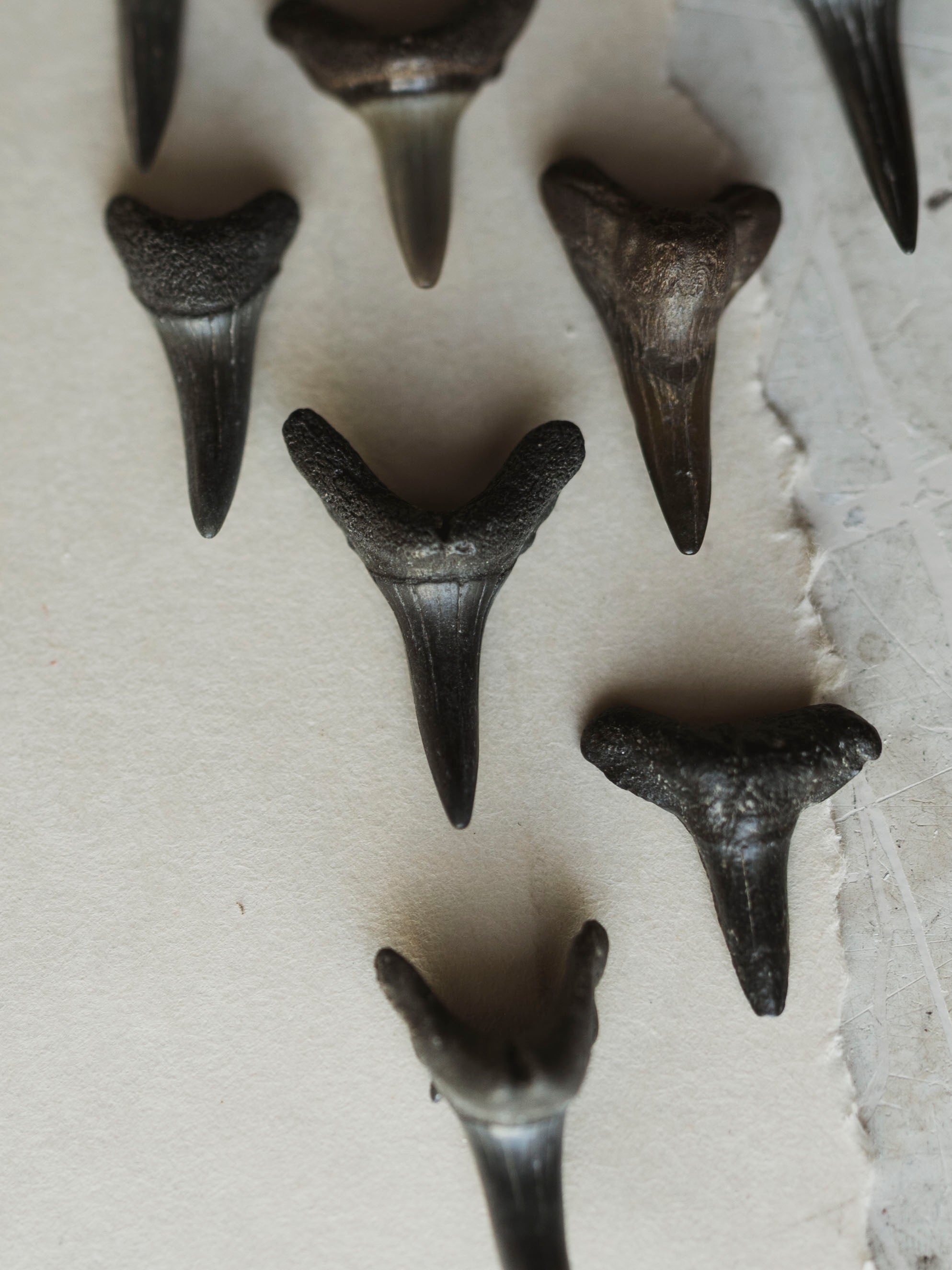 1.25-1.5" Fossilized Mako Shark Tooth, RM1728