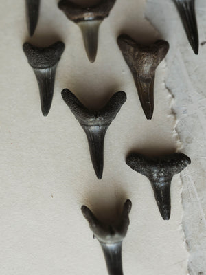1.25-1.5" Fossilized Mako Shark Tooth, RM1728