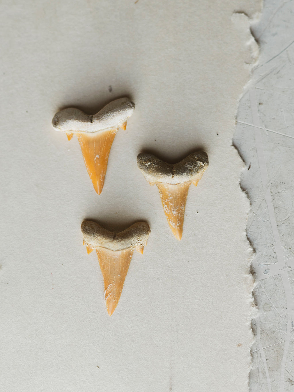 Fossilized Eocene Sand Tiger Shark Tooth, RM1567