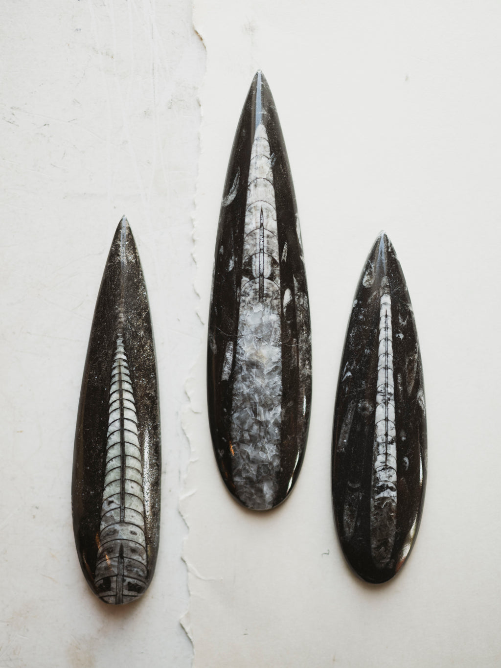 Fossilized Orthoceras, RM631
