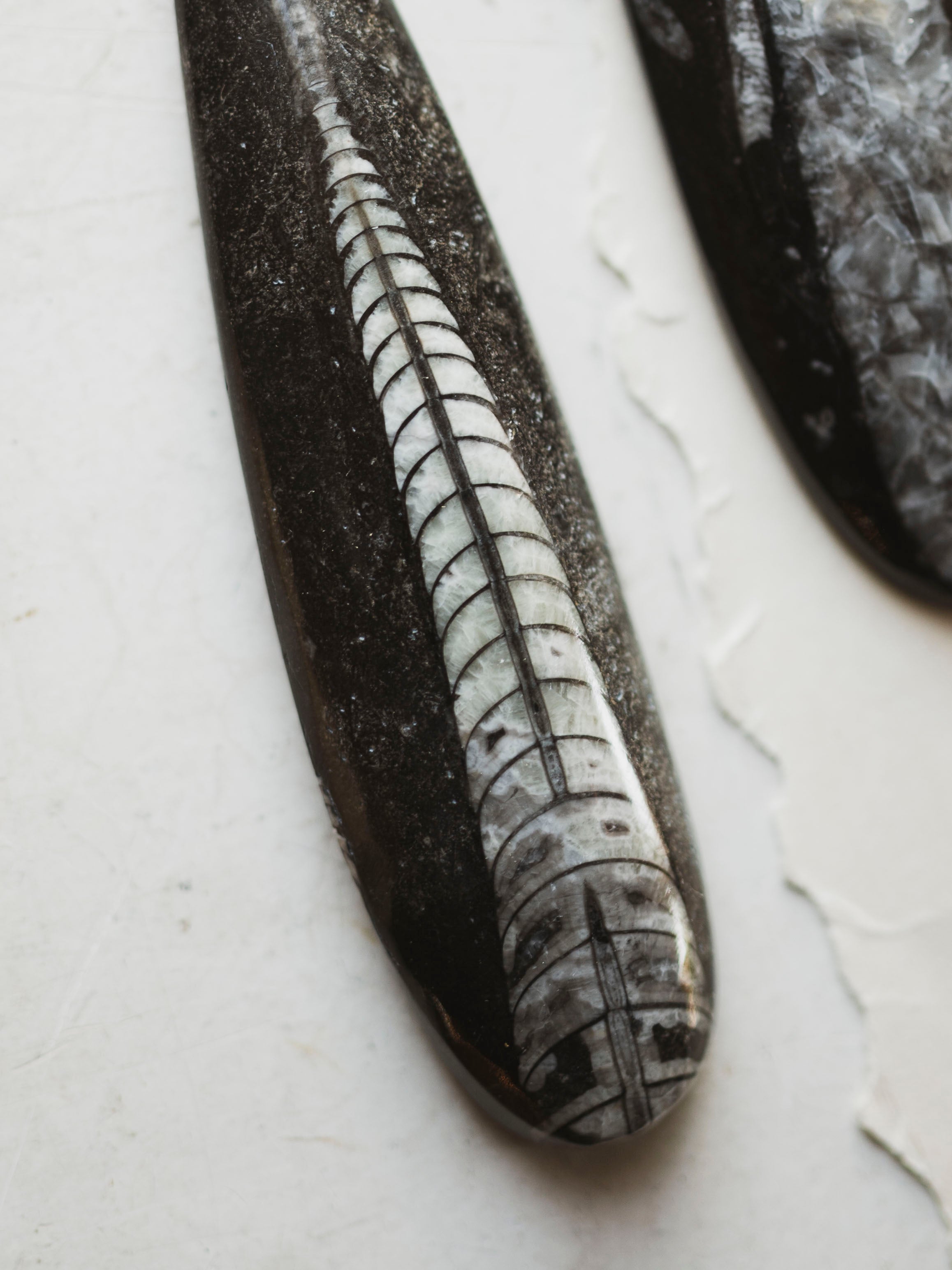 Fossilized Orthoceras, RM631