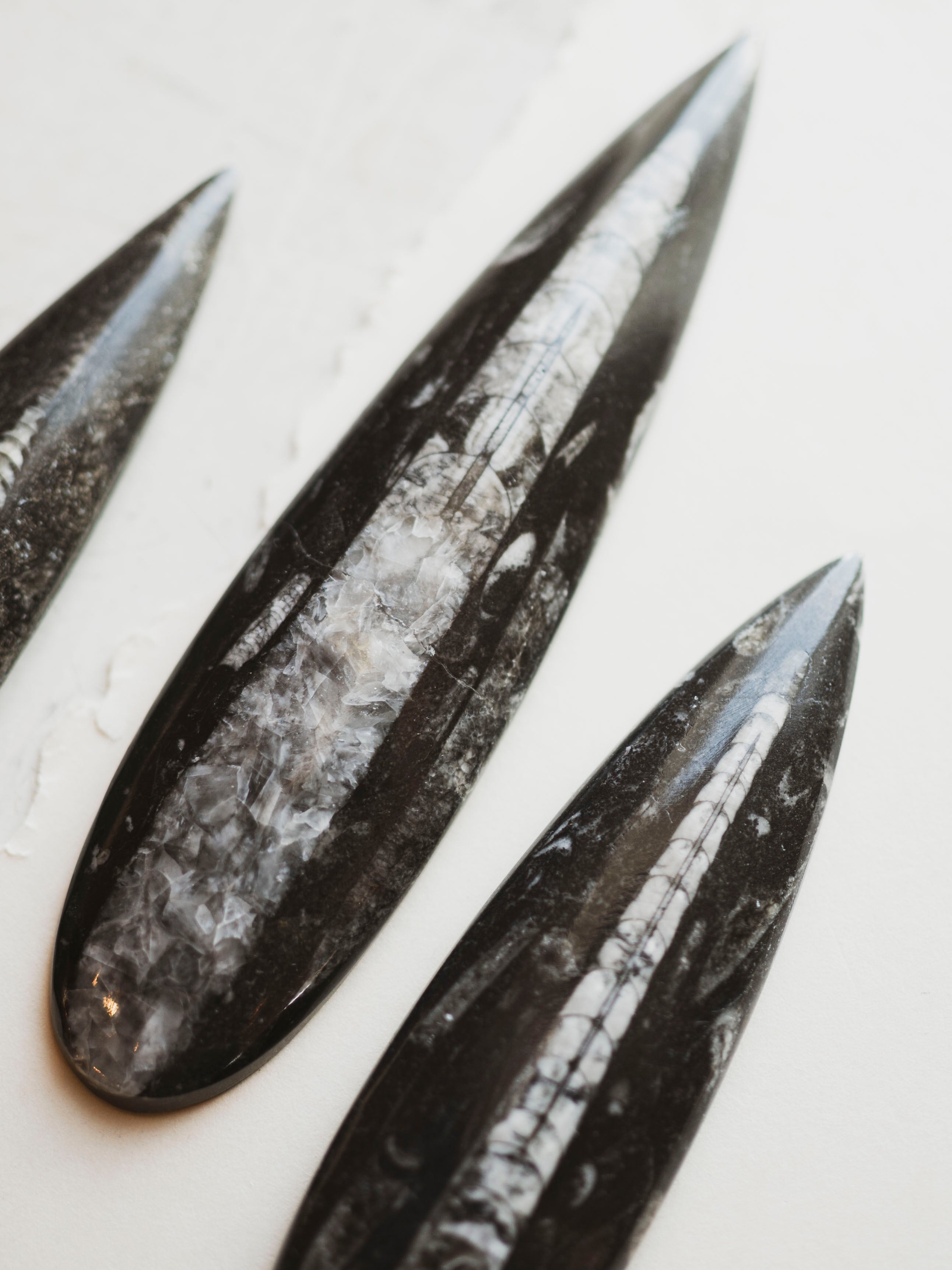 Fossilized Orthoceras, RM631