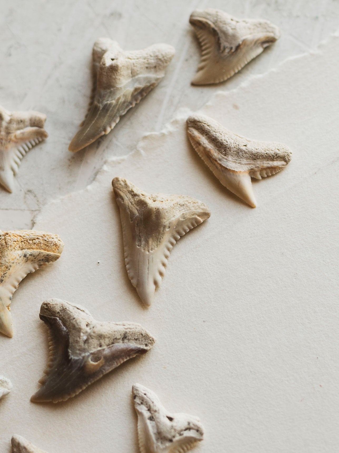 Fossilized Snaggletooth Shark Tooth, RM2029
