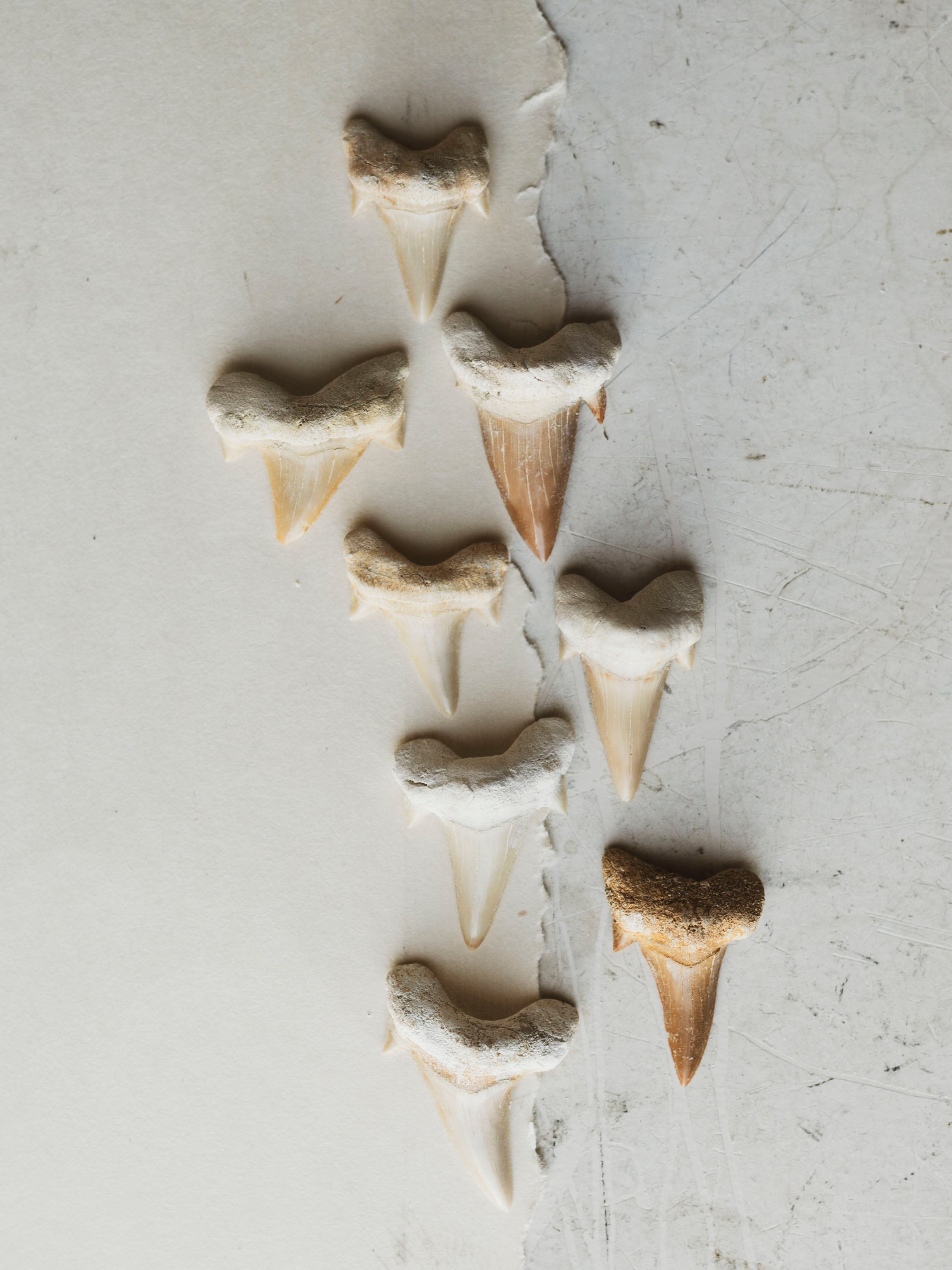 Mackerel Otodus Shark Tooth, RM1285