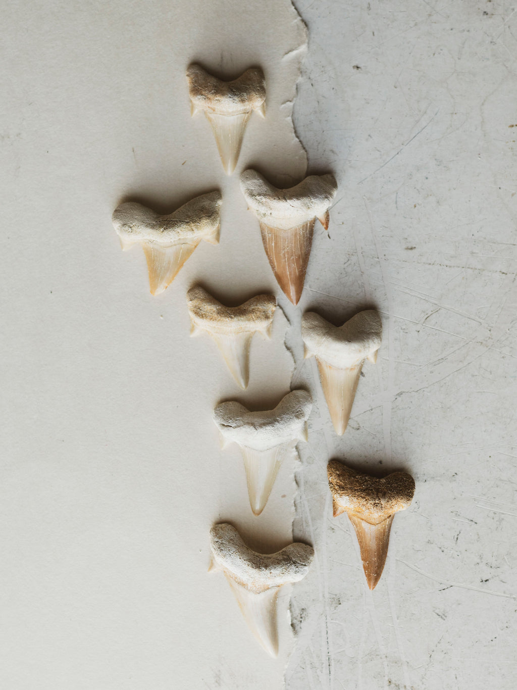 Mackerel Otodus Shark Tooth, RM1285