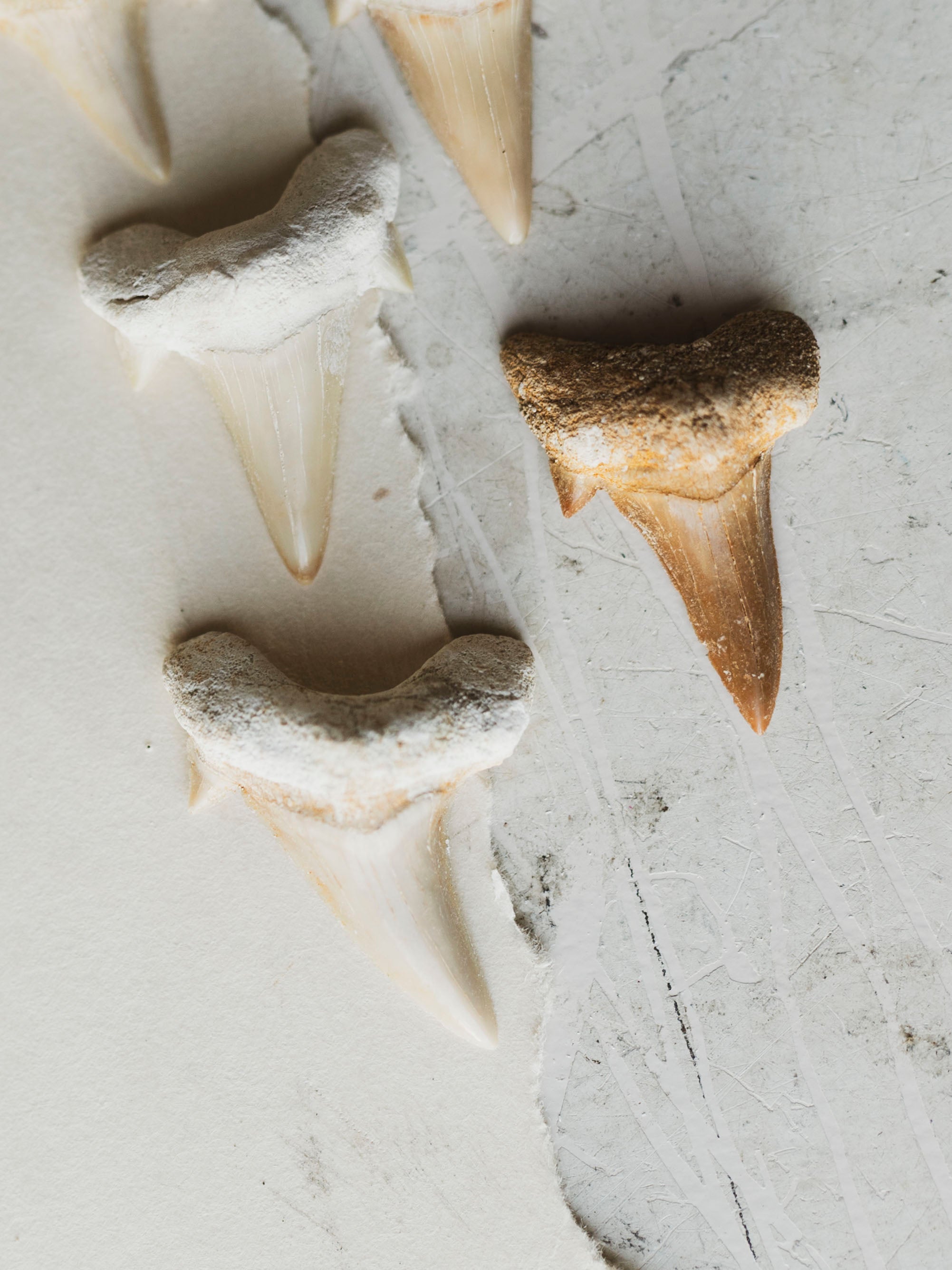 Mackerel Otodus Shark Tooth, RM1285