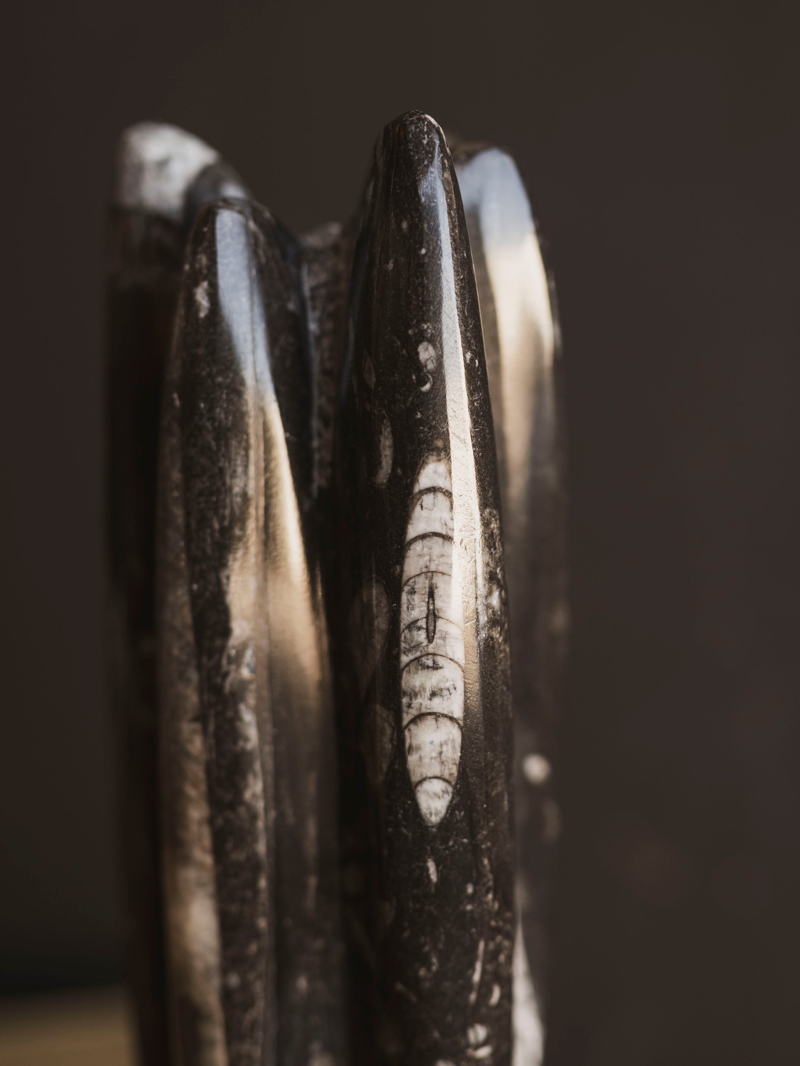 Fossilized Orthoceras Tower, RM633