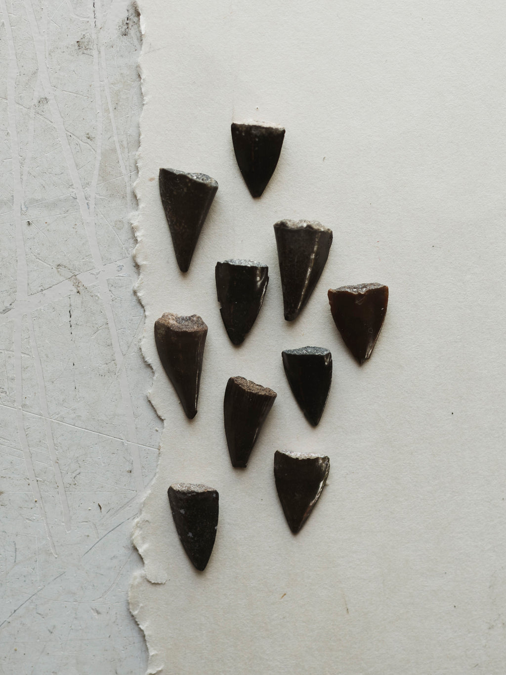 Fossilized Barracuda Tooth, RM2038