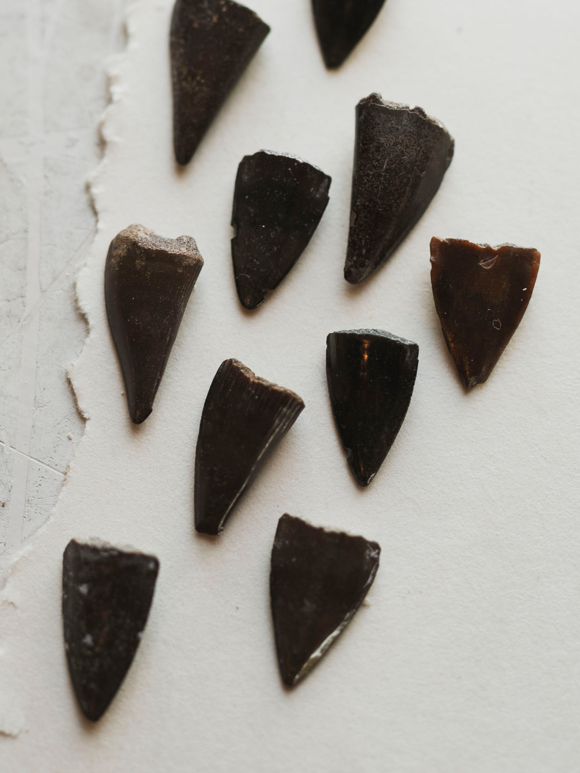 Fossilized Barracuda Tooth, RM2038