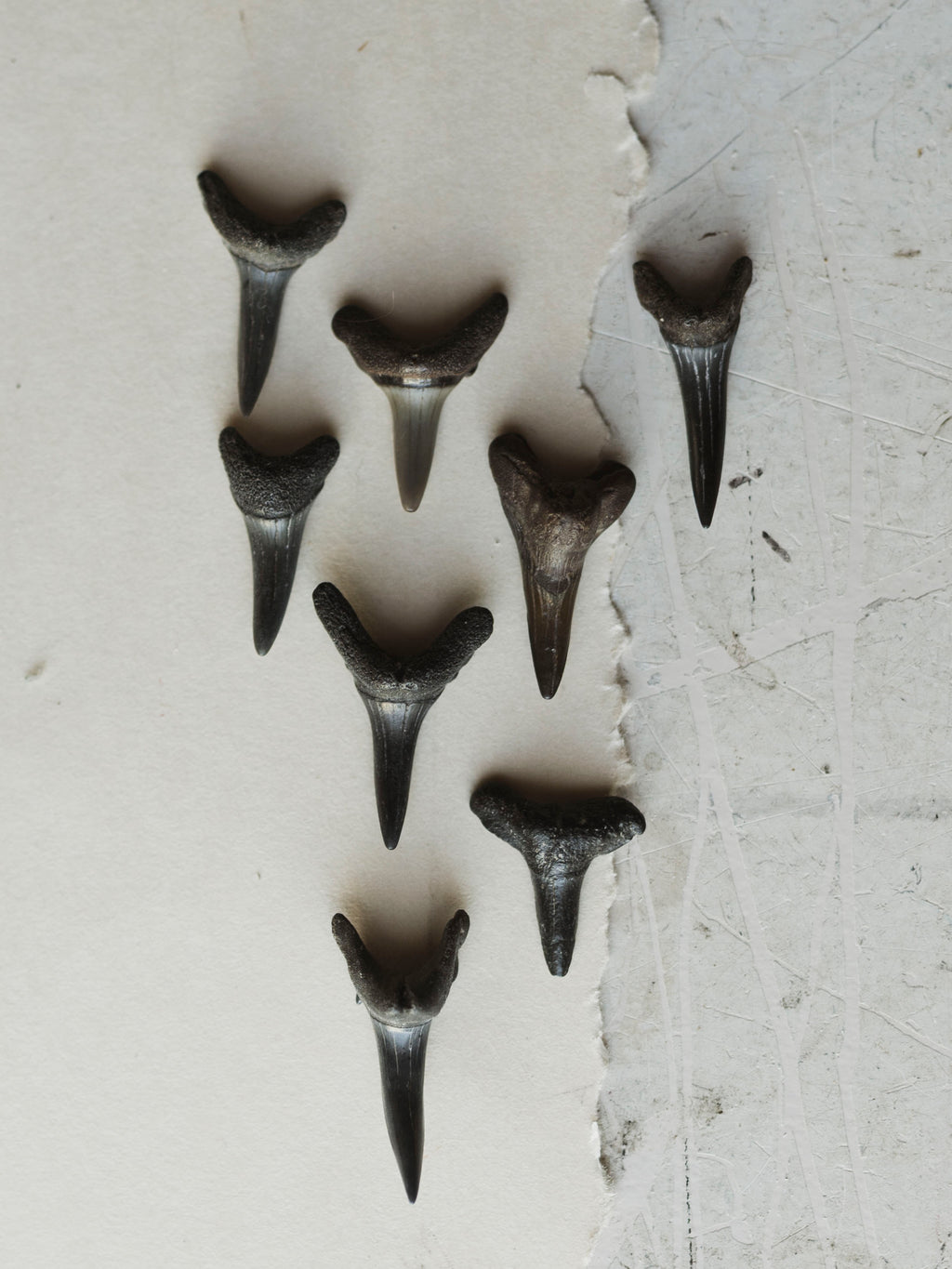 1.25-1.5" Fossilized Mako Shark Tooth, RM1728