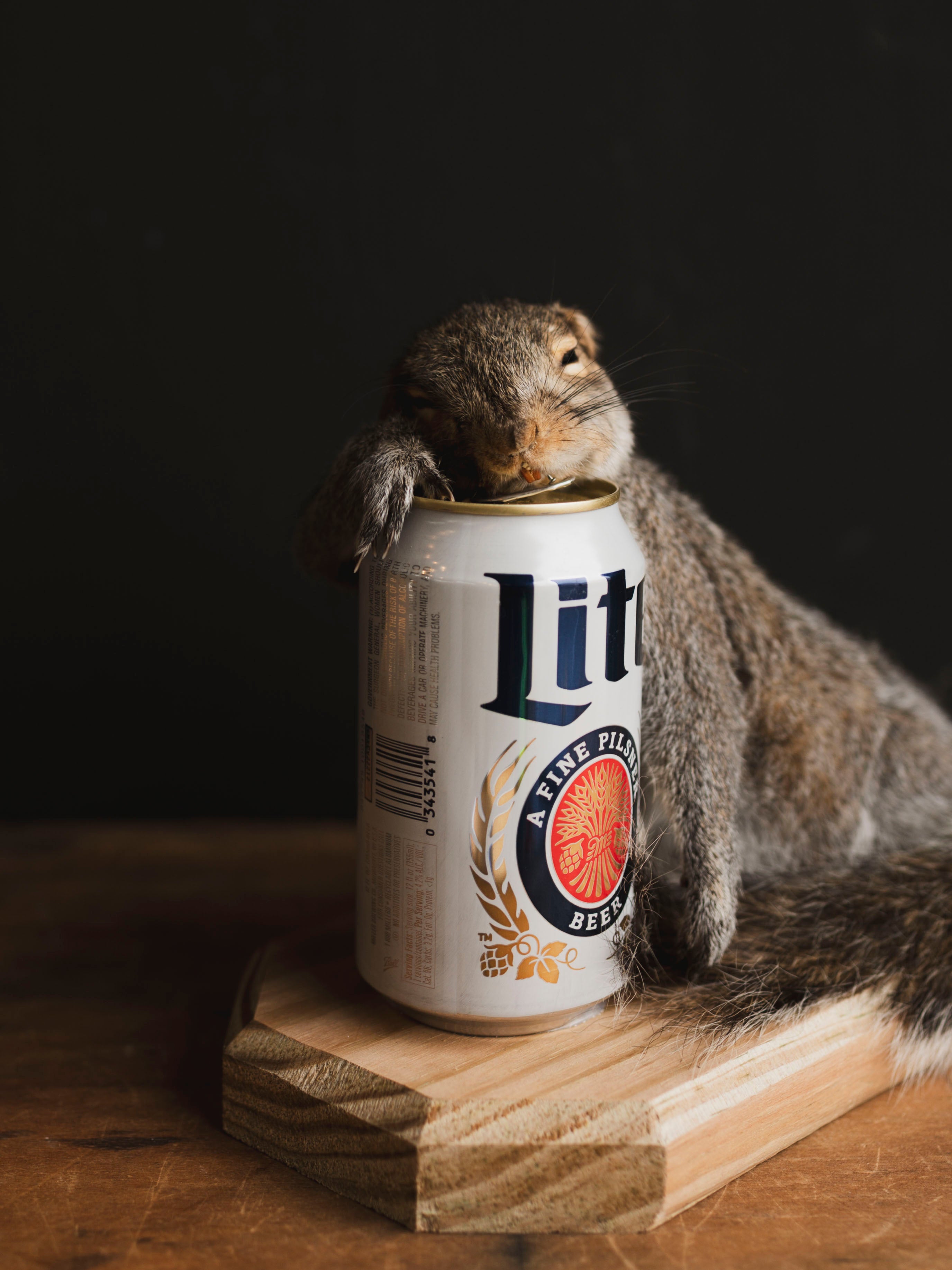 Passed Out Squirrel Taxidermy (Buzz), TA427