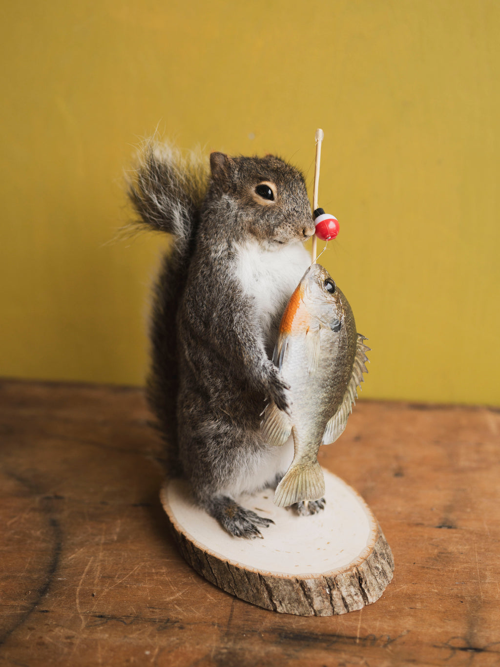Fishing Squirrel Taxidermy (Colby), TA415