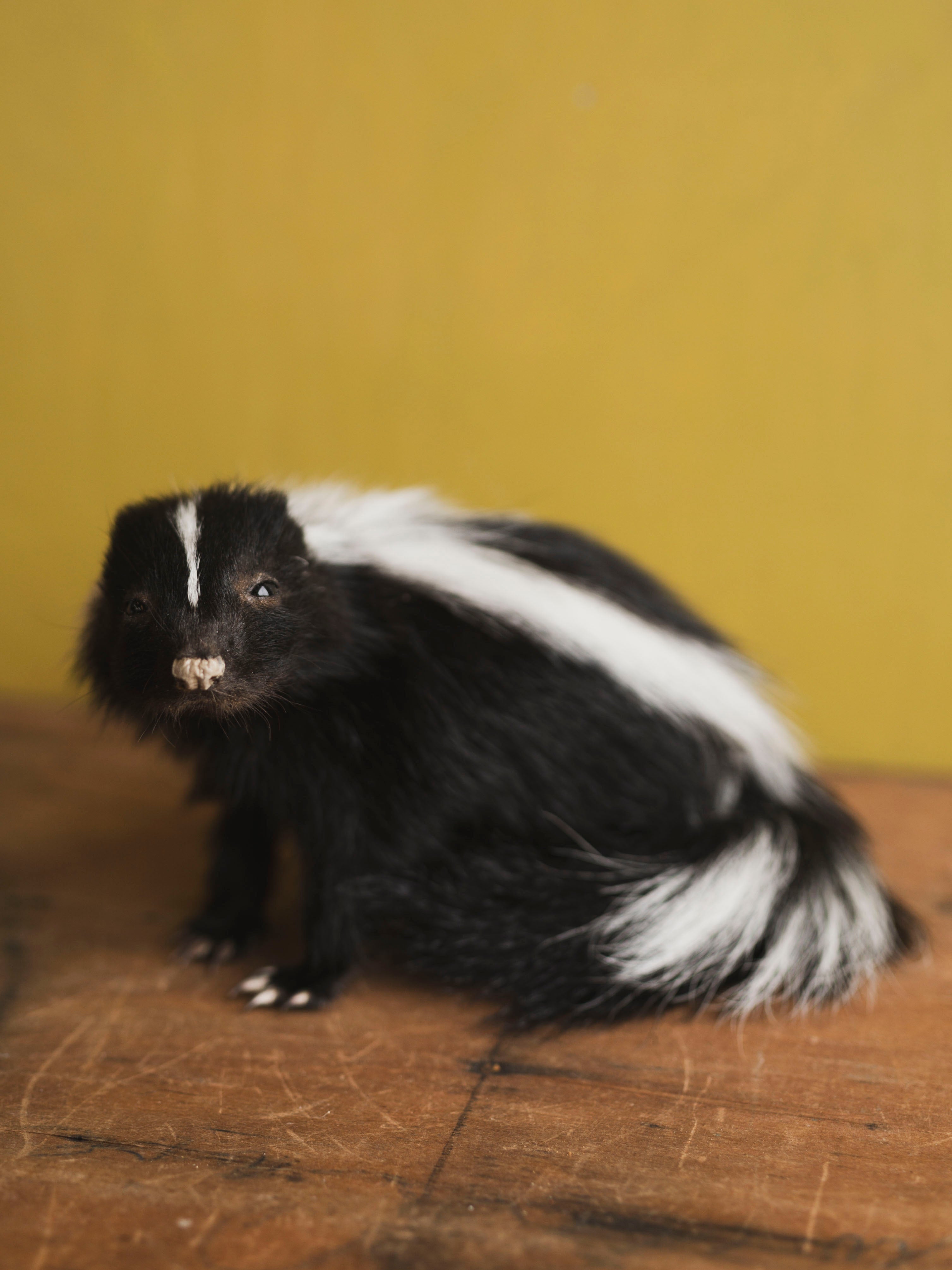 Juvenile Skunk Taxidermy (Orchid), TA422
