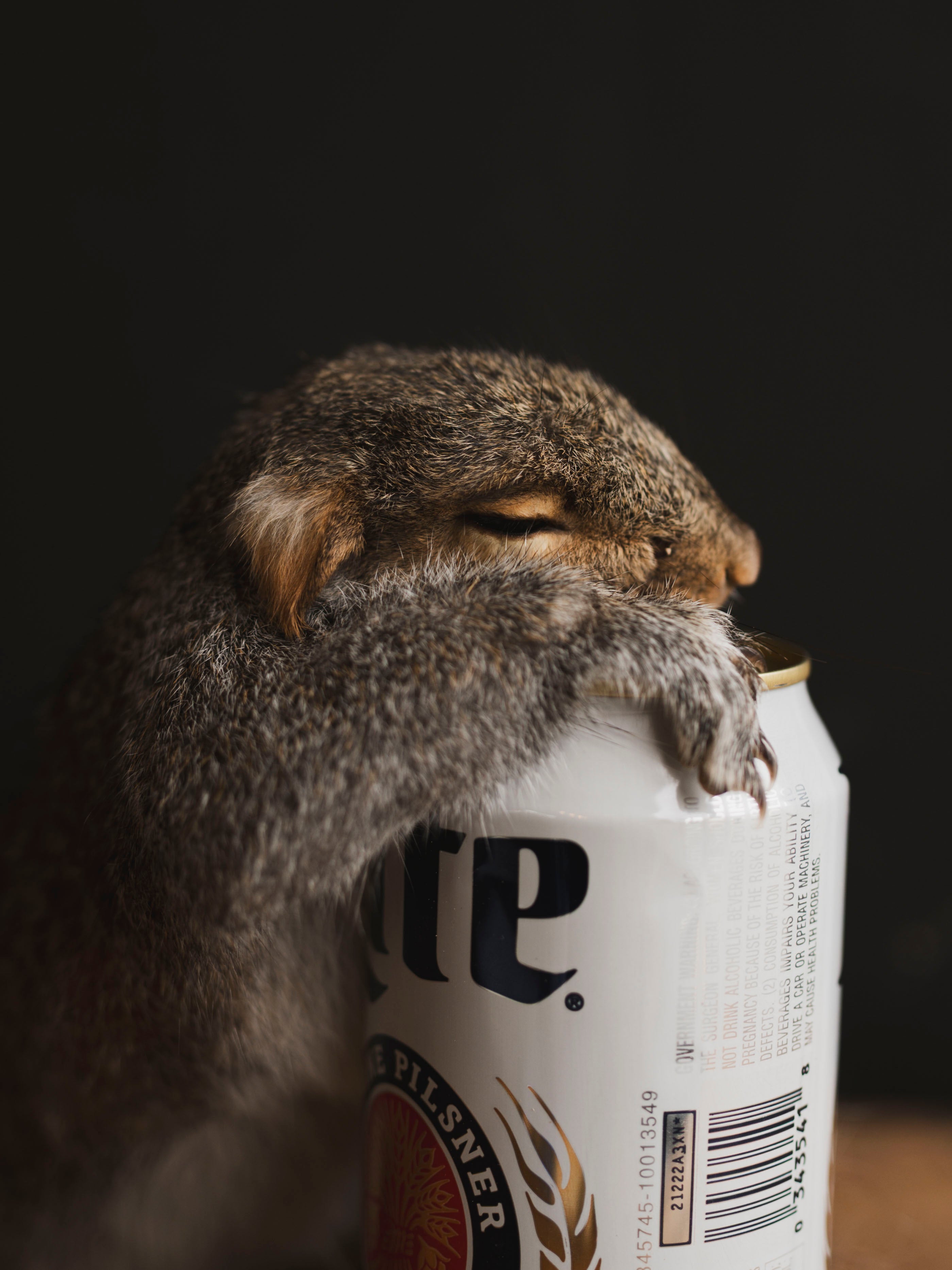 Passed Out Squirrel Taxidermy (Buzz), TA427