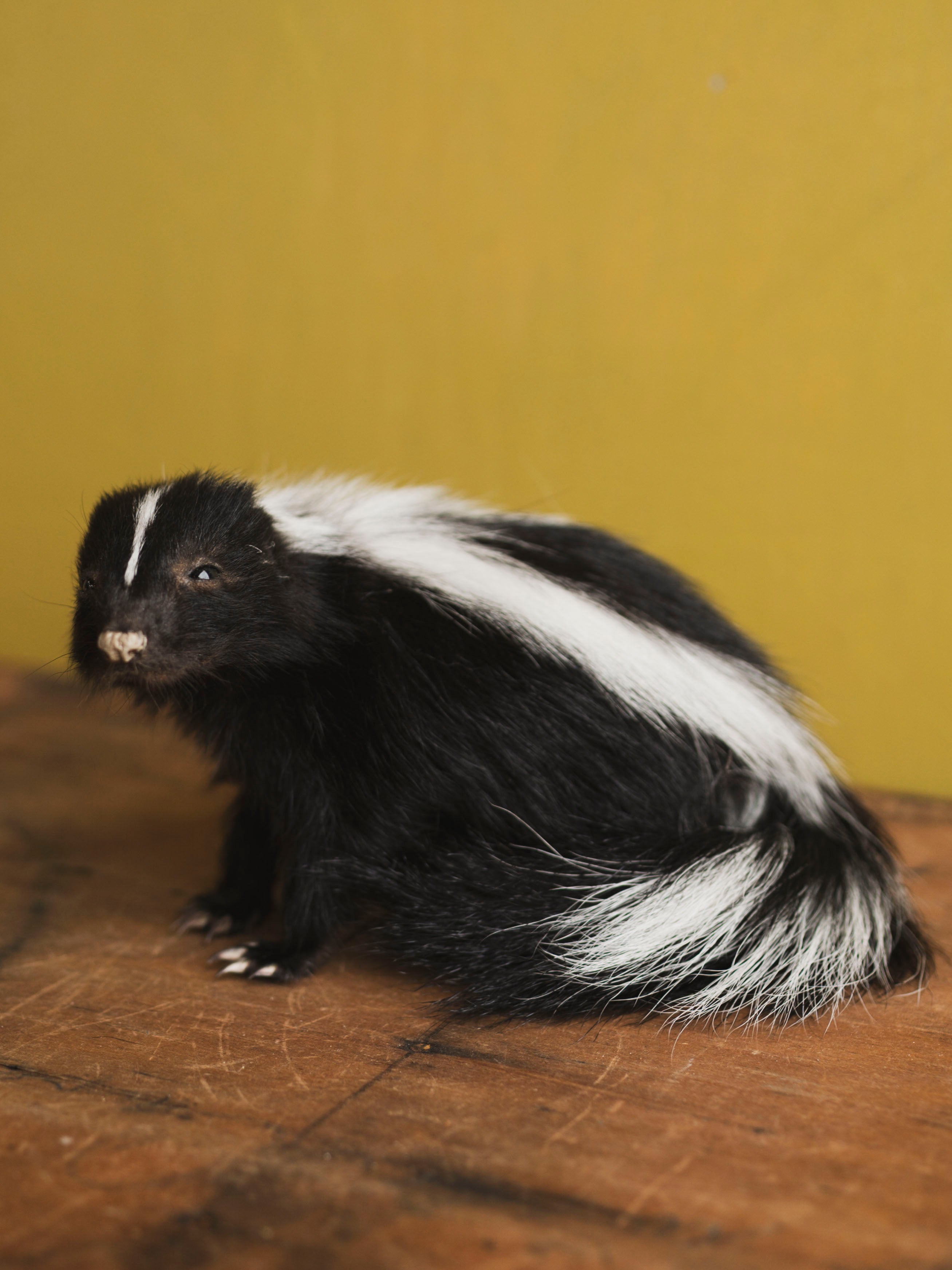 Juvenile Skunk Taxidermy (Orchid), TA422