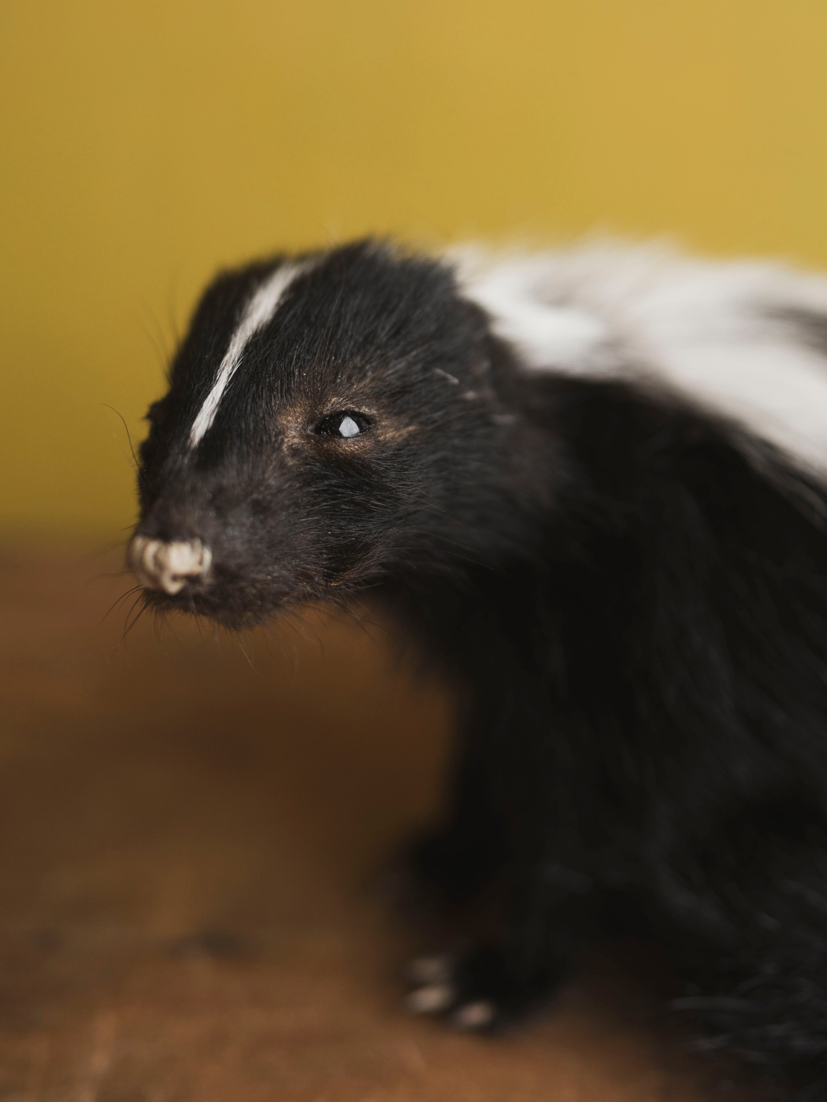 Juvenile Skunk Taxidermy (Orchid), TA422