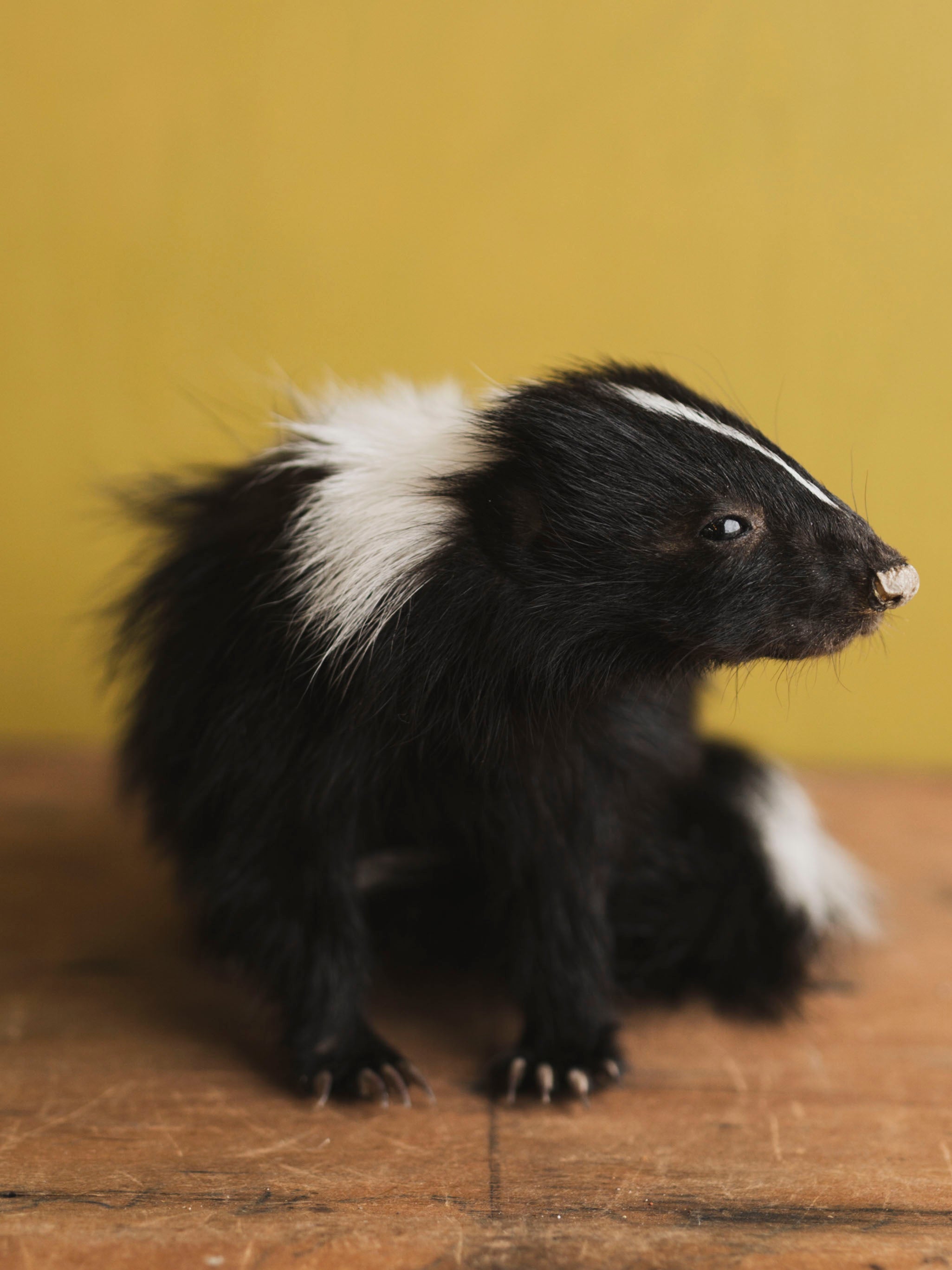 Juvenile Skunk Taxidermy (Orchid), TA422