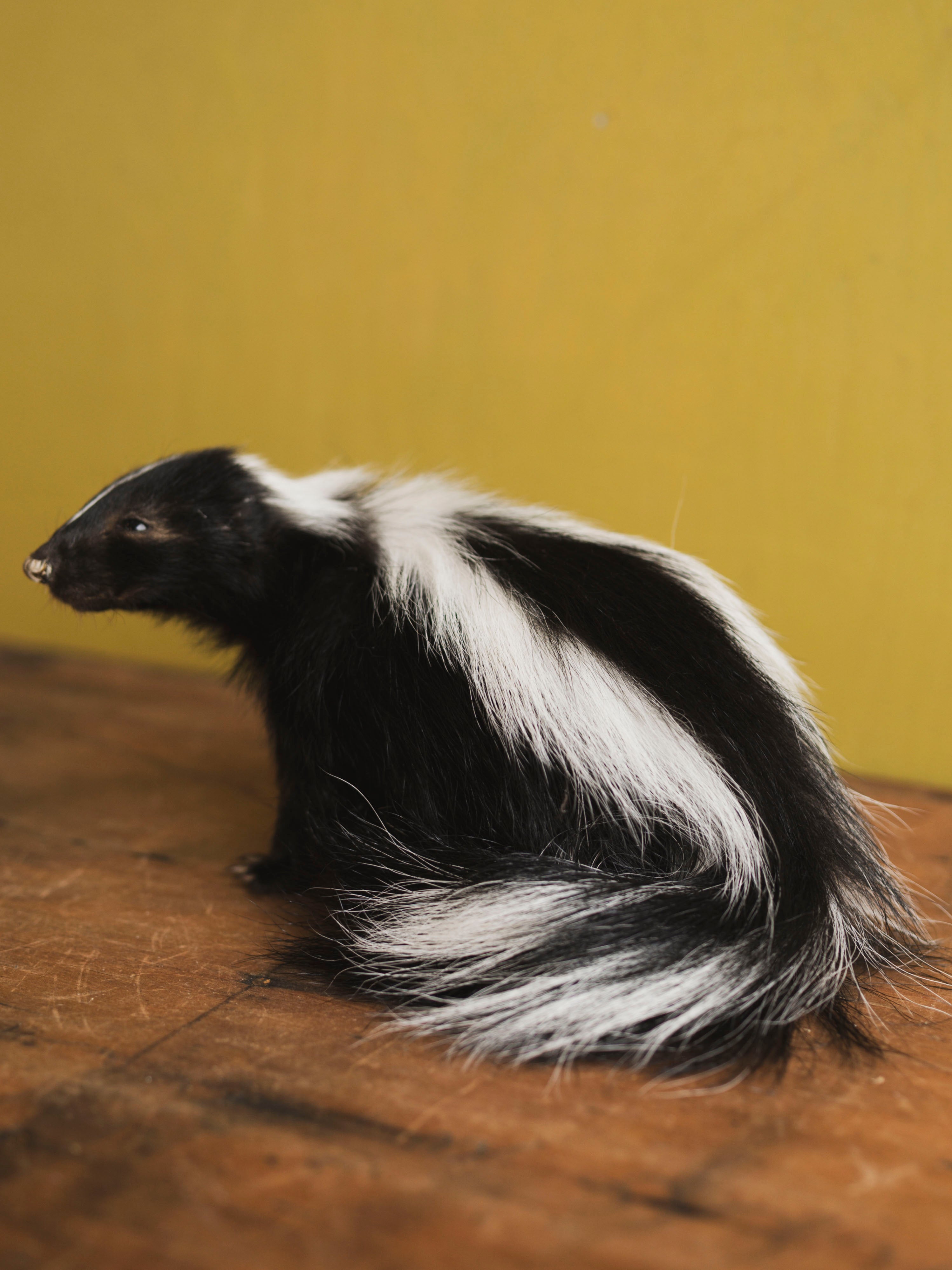 Juvenile Skunk Taxidermy (Orchid), TA422