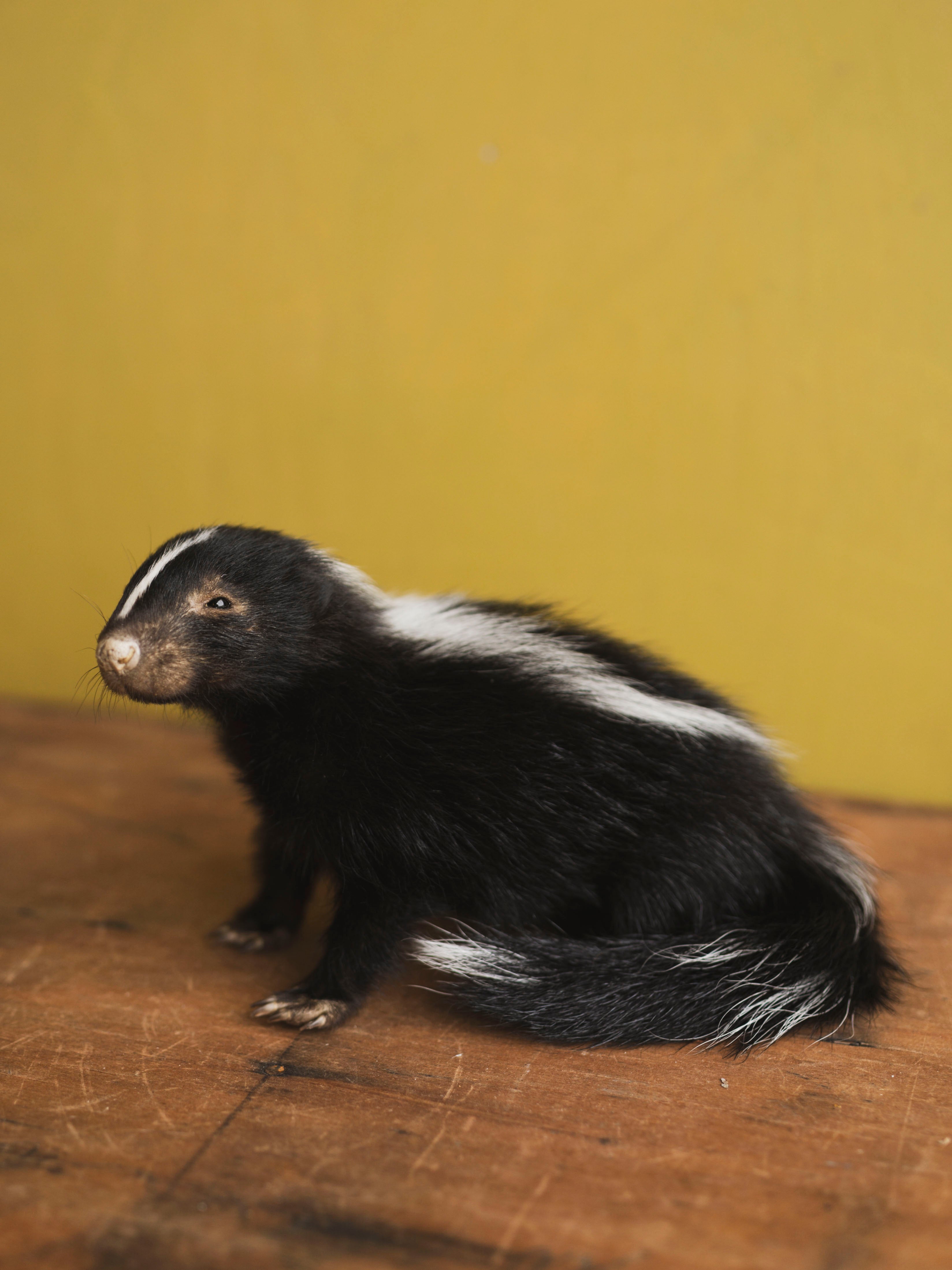 Juvenile Skunk Taxidermy (Petunia), TA423