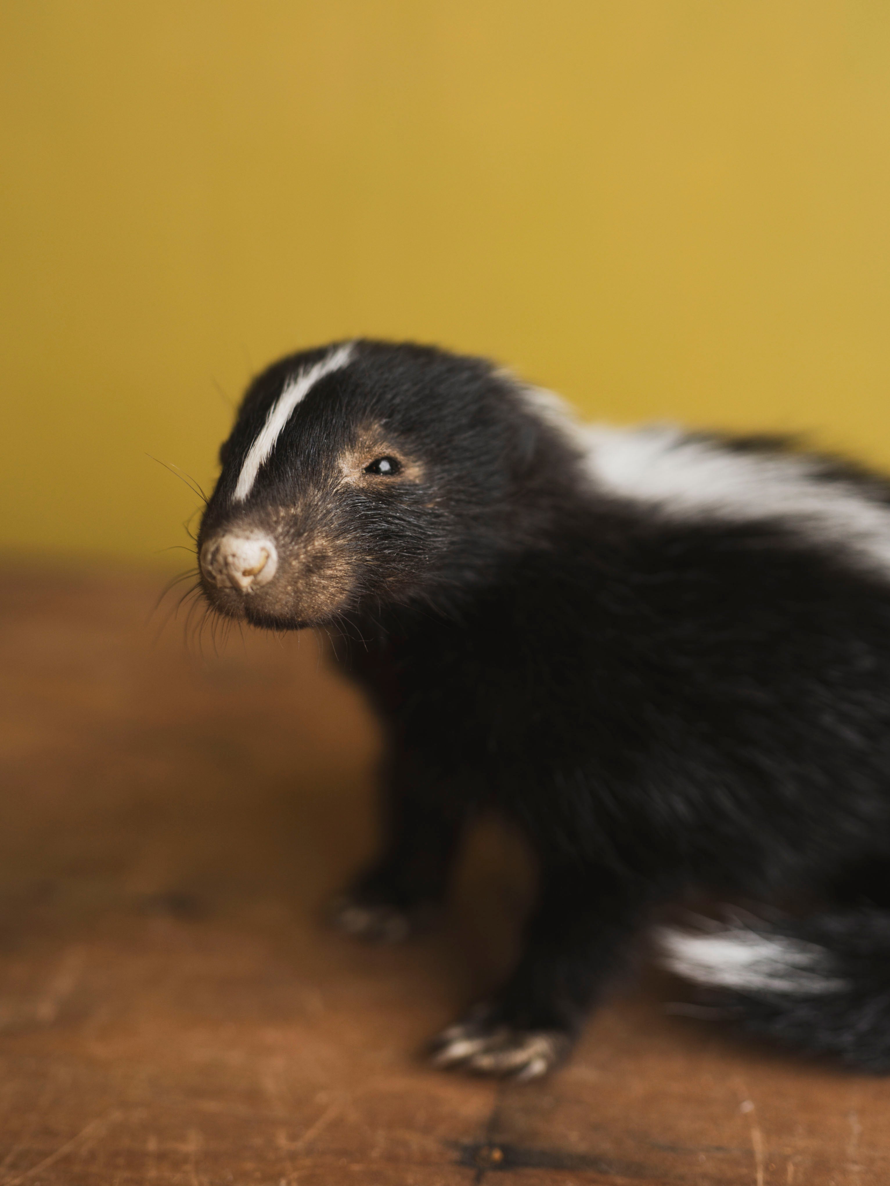 Juvenile Skunk Taxidermy (Petunia), TA423