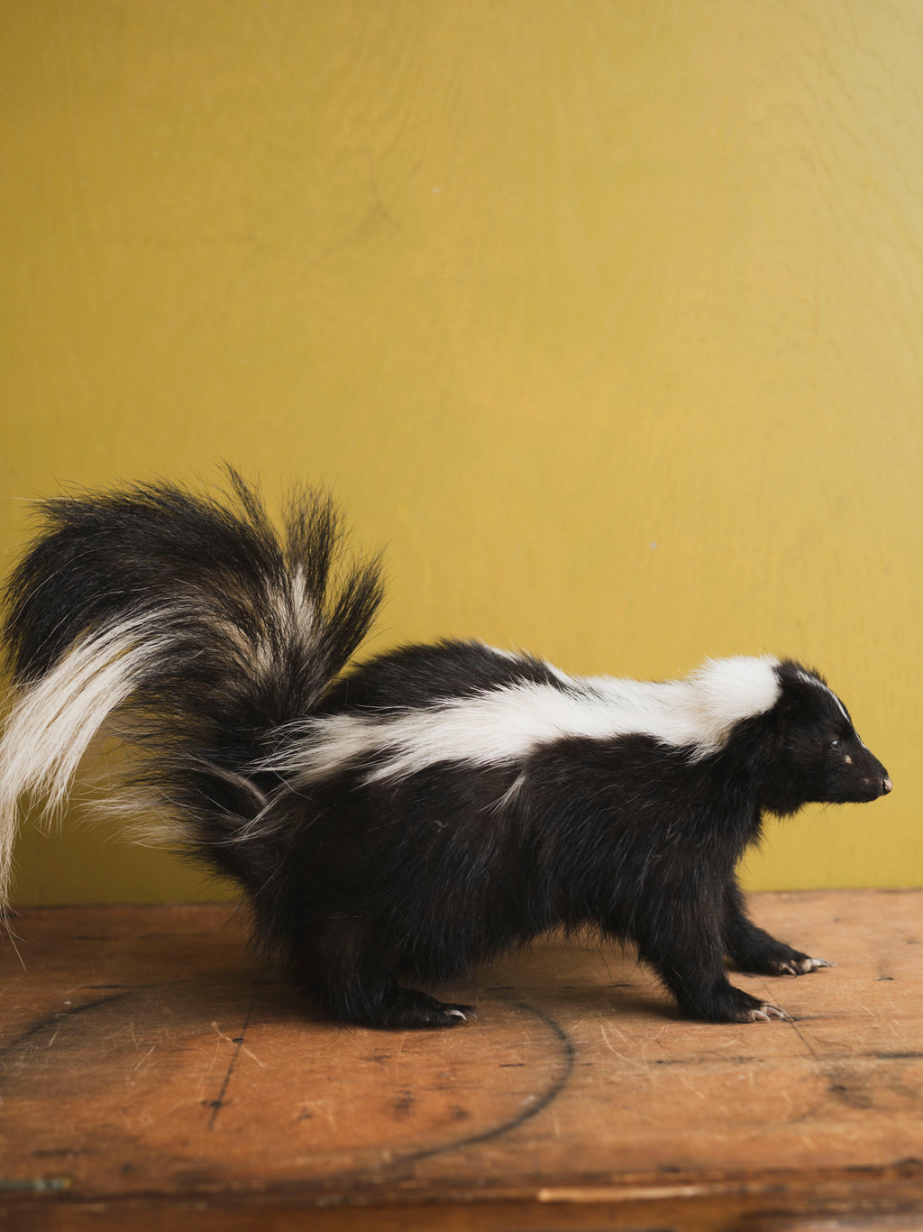 Full-Body Skunk Taxidermy (Daisy), TA425