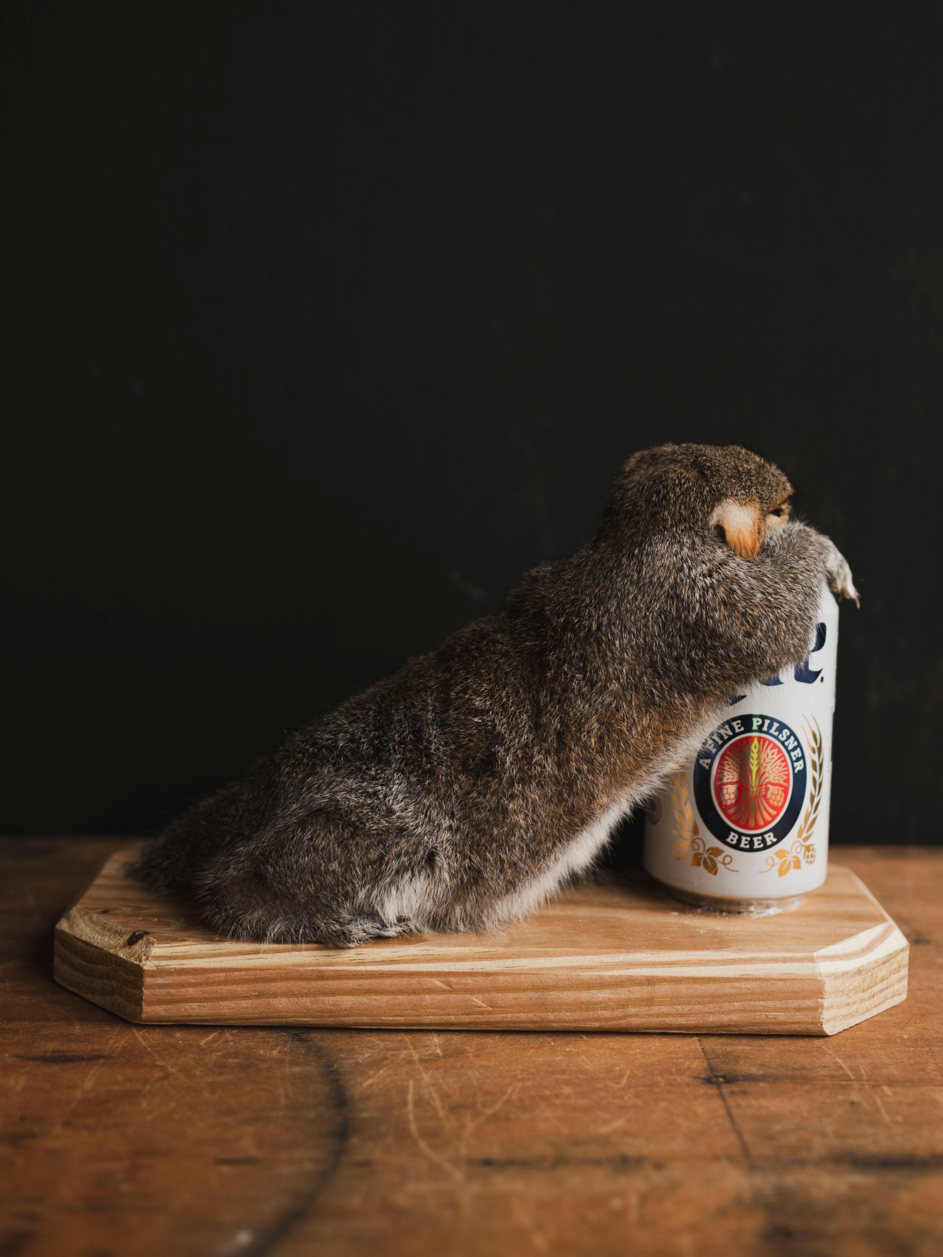 Passed Out Squirrel Taxidermy (Buzz), TA427