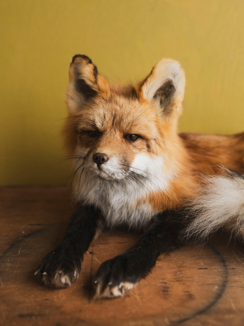 Full-Body Fox Taxidermy (Ash), TA424