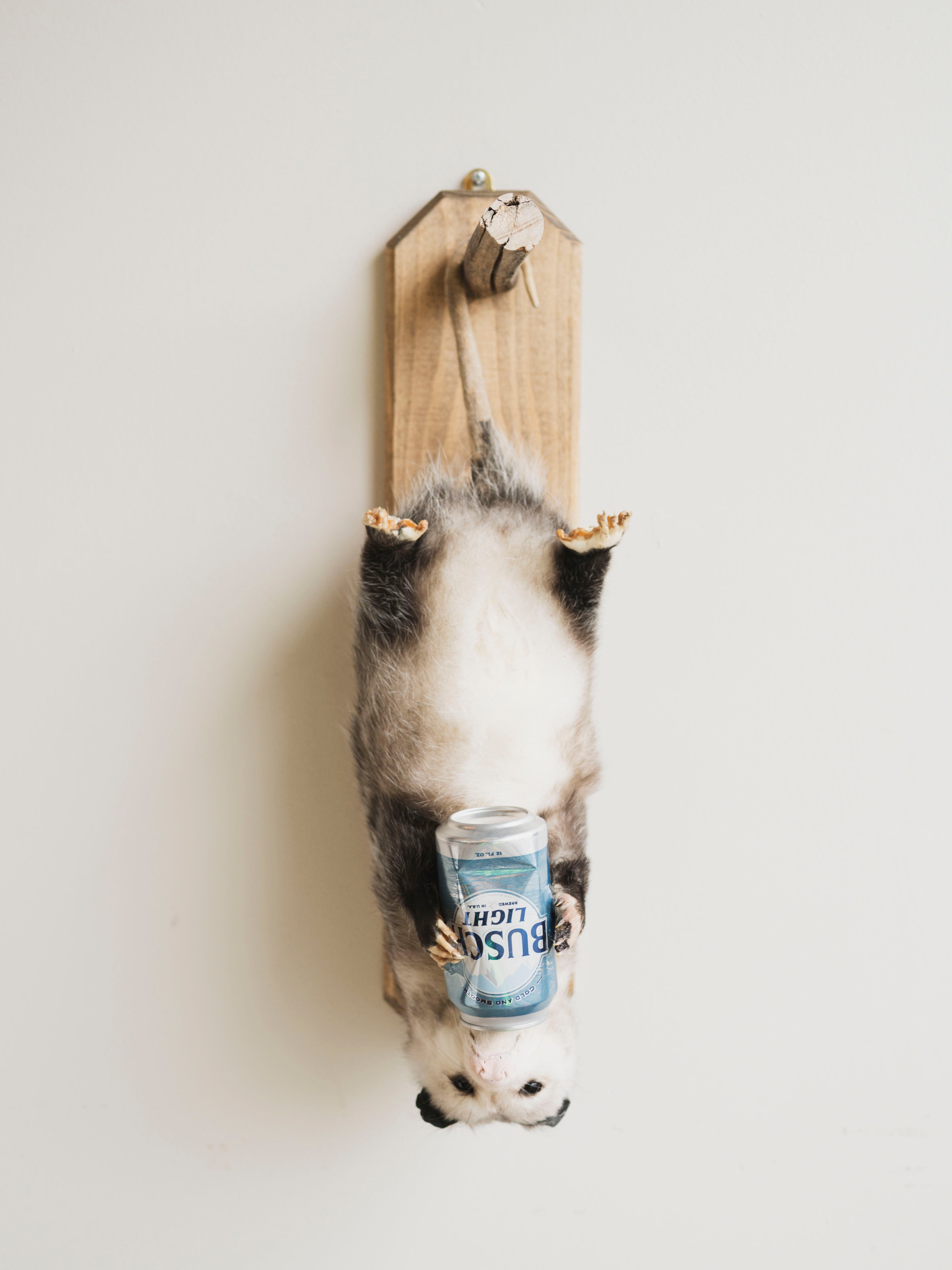 Beer Drinking Opossum Taxidermy (Eddie), TA289