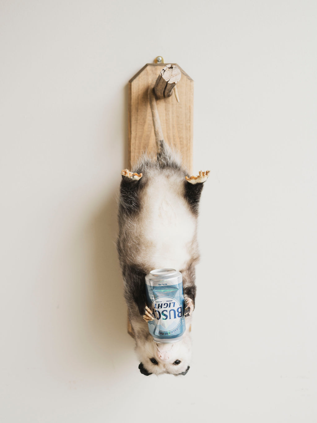Beer Drinking Opossum Taxidermy (Eddie), TA289