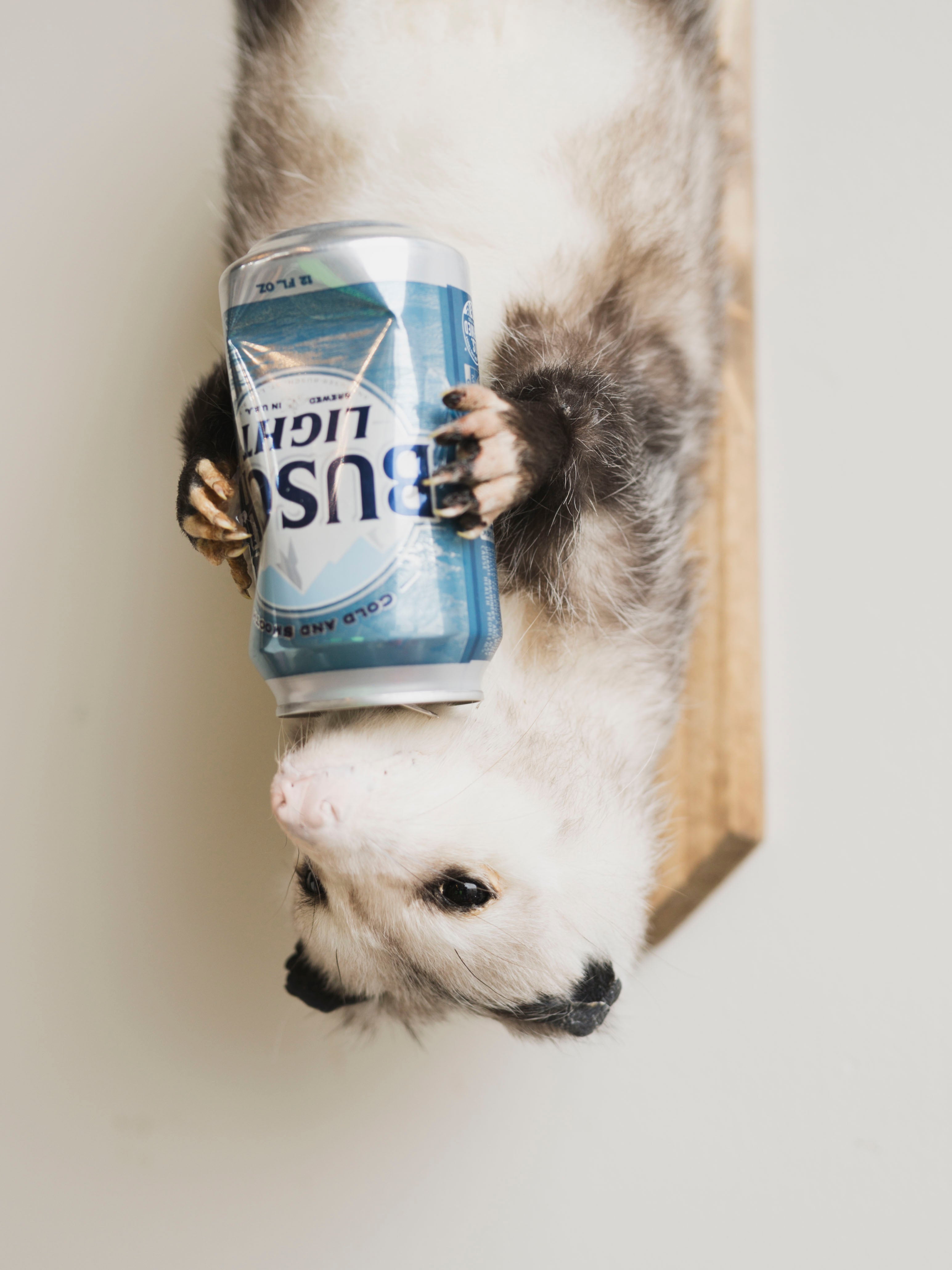 Beer Drinking Opossum Taxidermy (Eddie), TA289