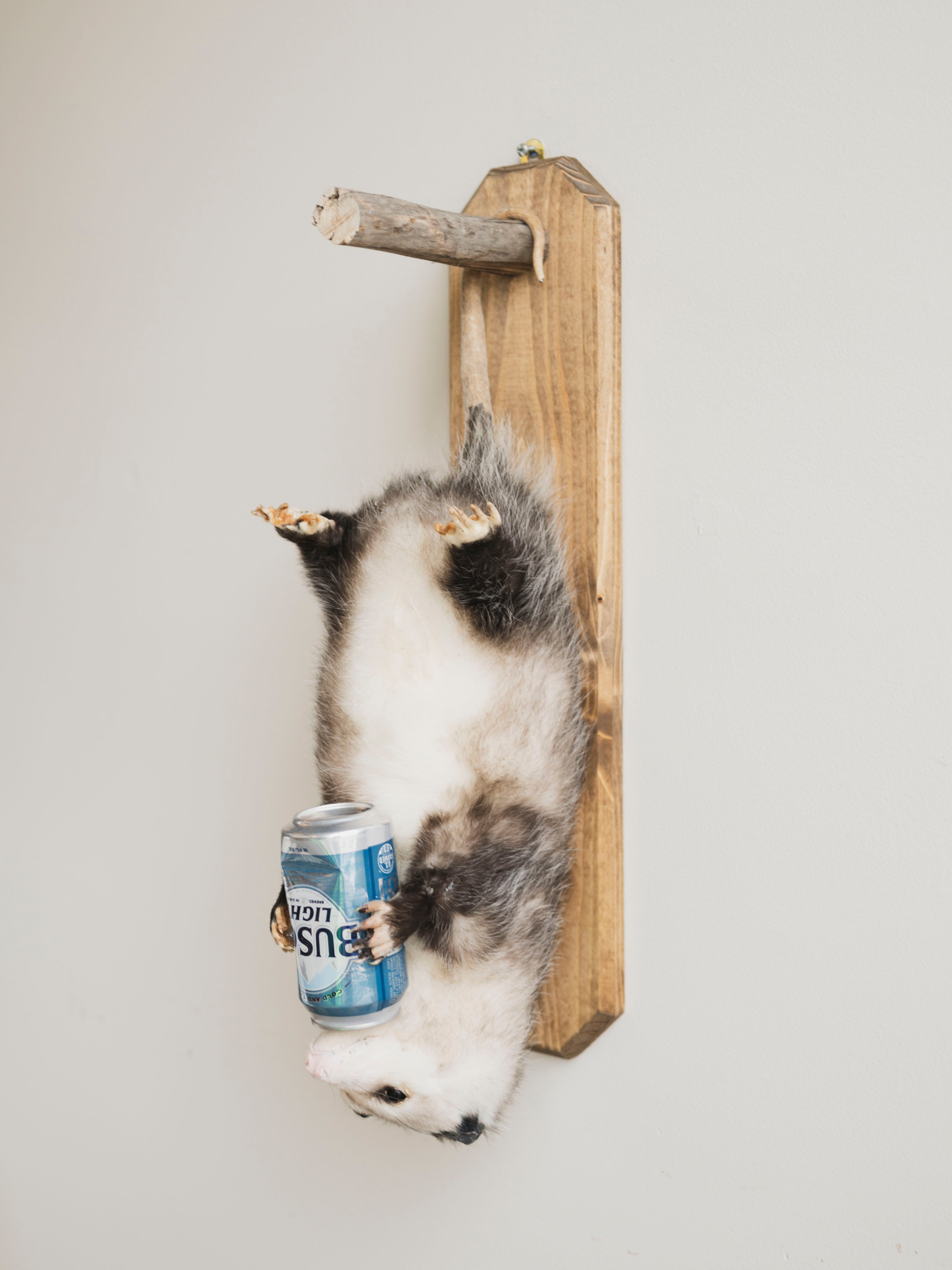 Beer Drinking Opossum Taxidermy (Eddie), TA289