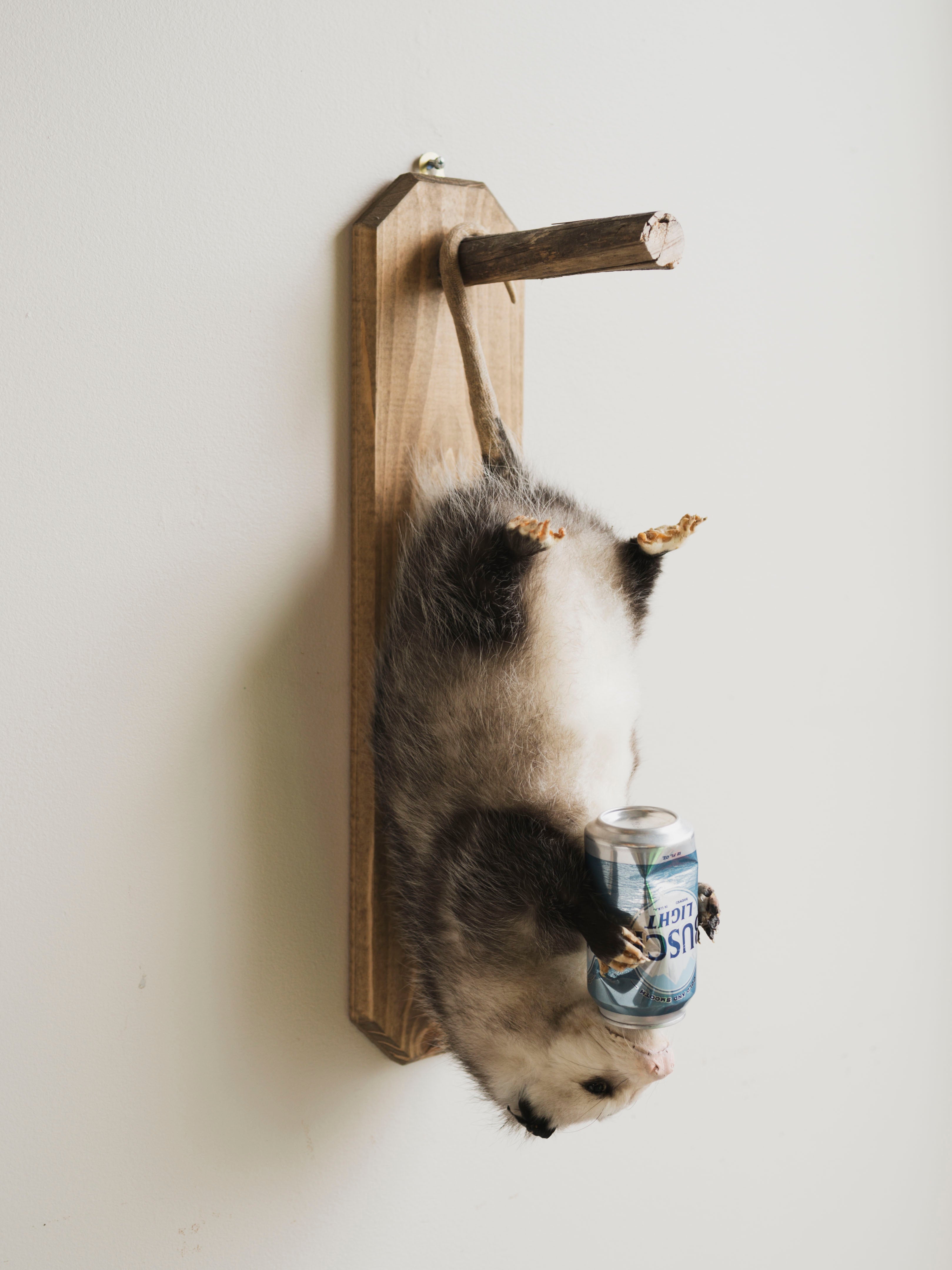Beer Drinking Opossum Taxidermy (Eddie), TA289
