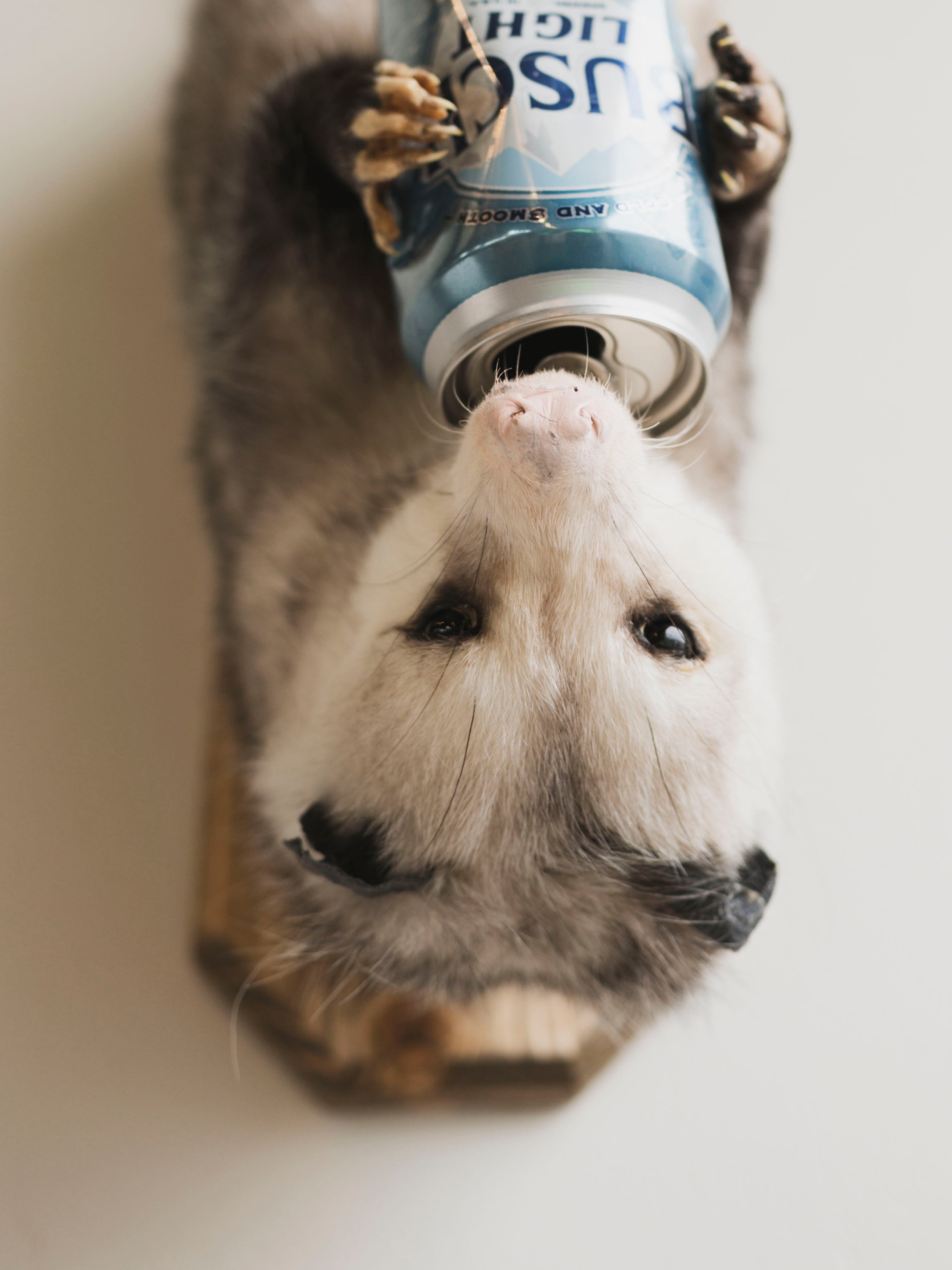 Beer Drinking Opossum Taxidermy (Eddie), TA289