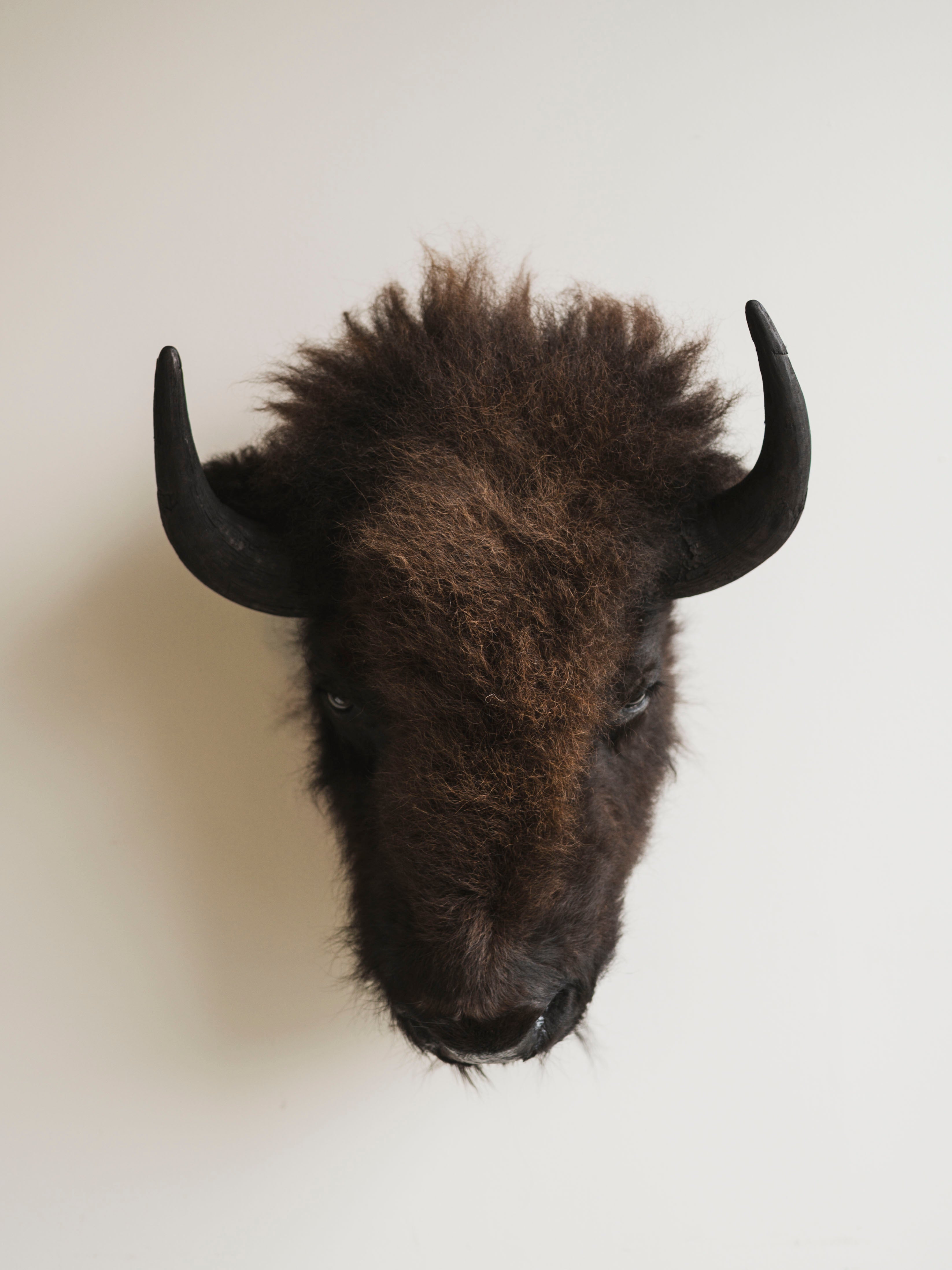American Bison Head Mount Taxidermy (Bill), TA359
