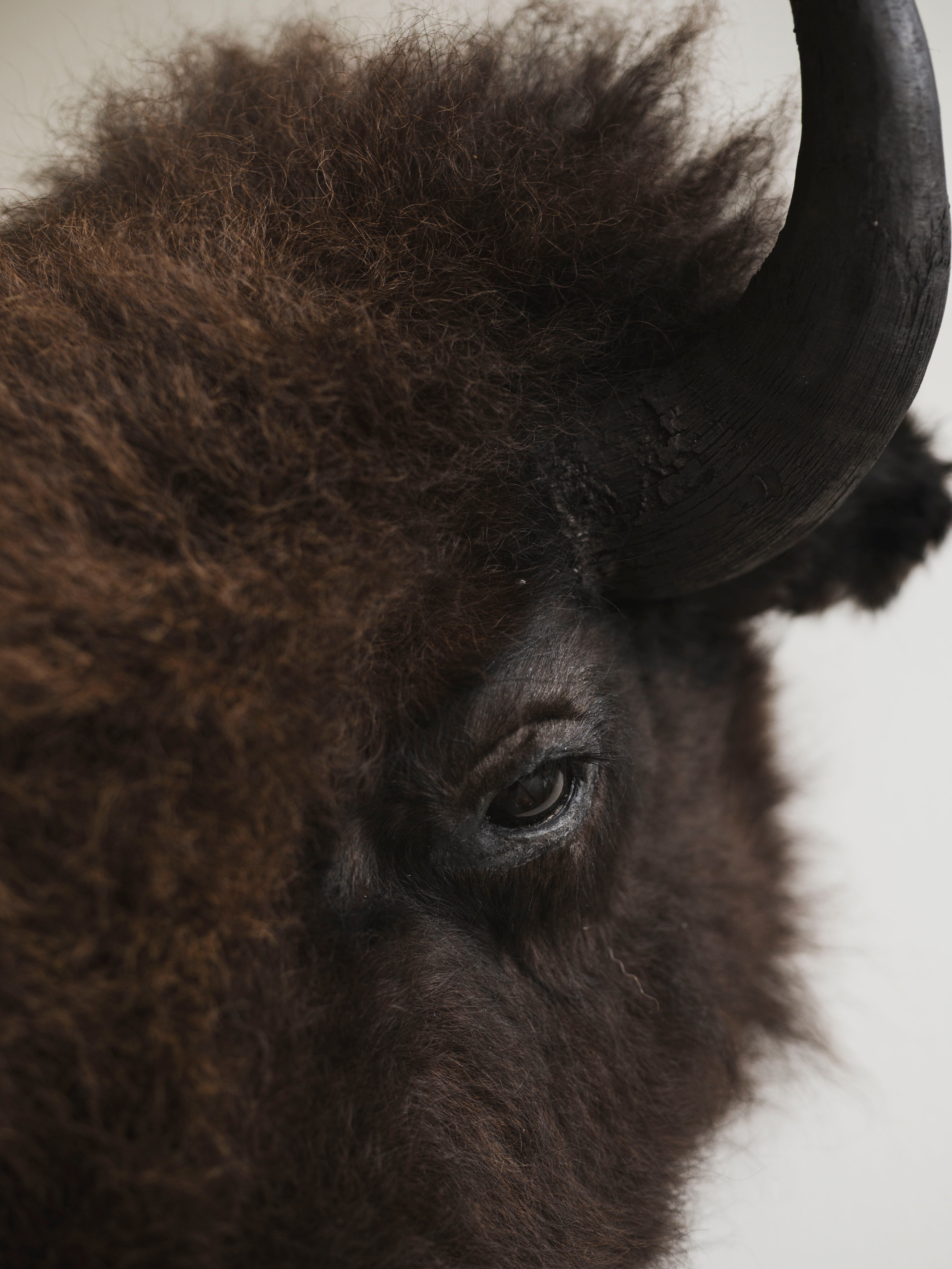 American Bison Head Mount Taxidermy (Bill), TA359