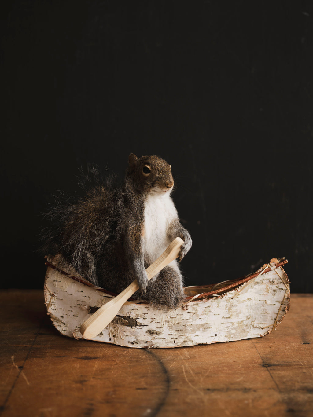 Canoe Squirrel Taxidermy (Athos), TA431