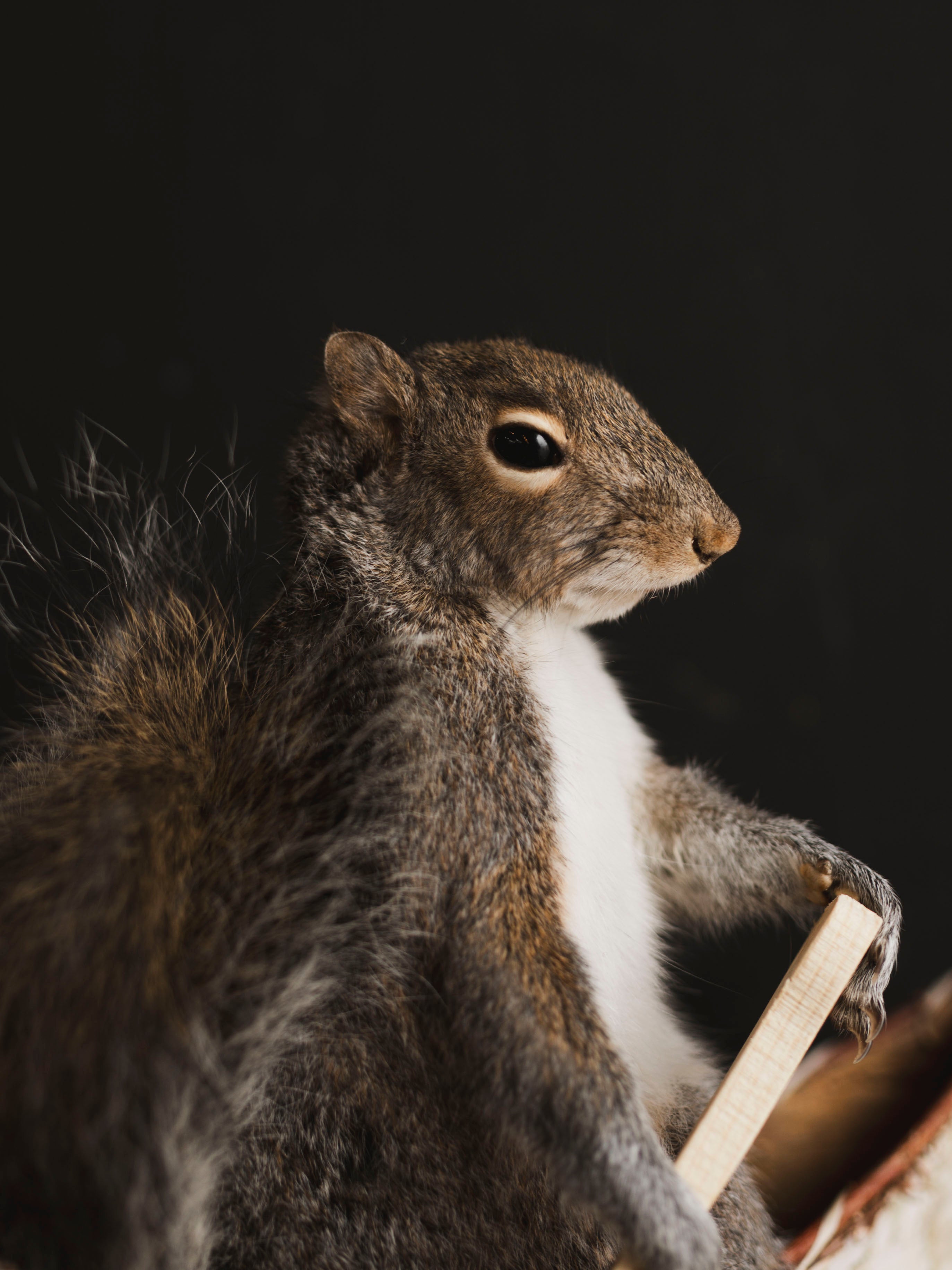 Canoe Squirrel Taxidermy (Athos), TA431