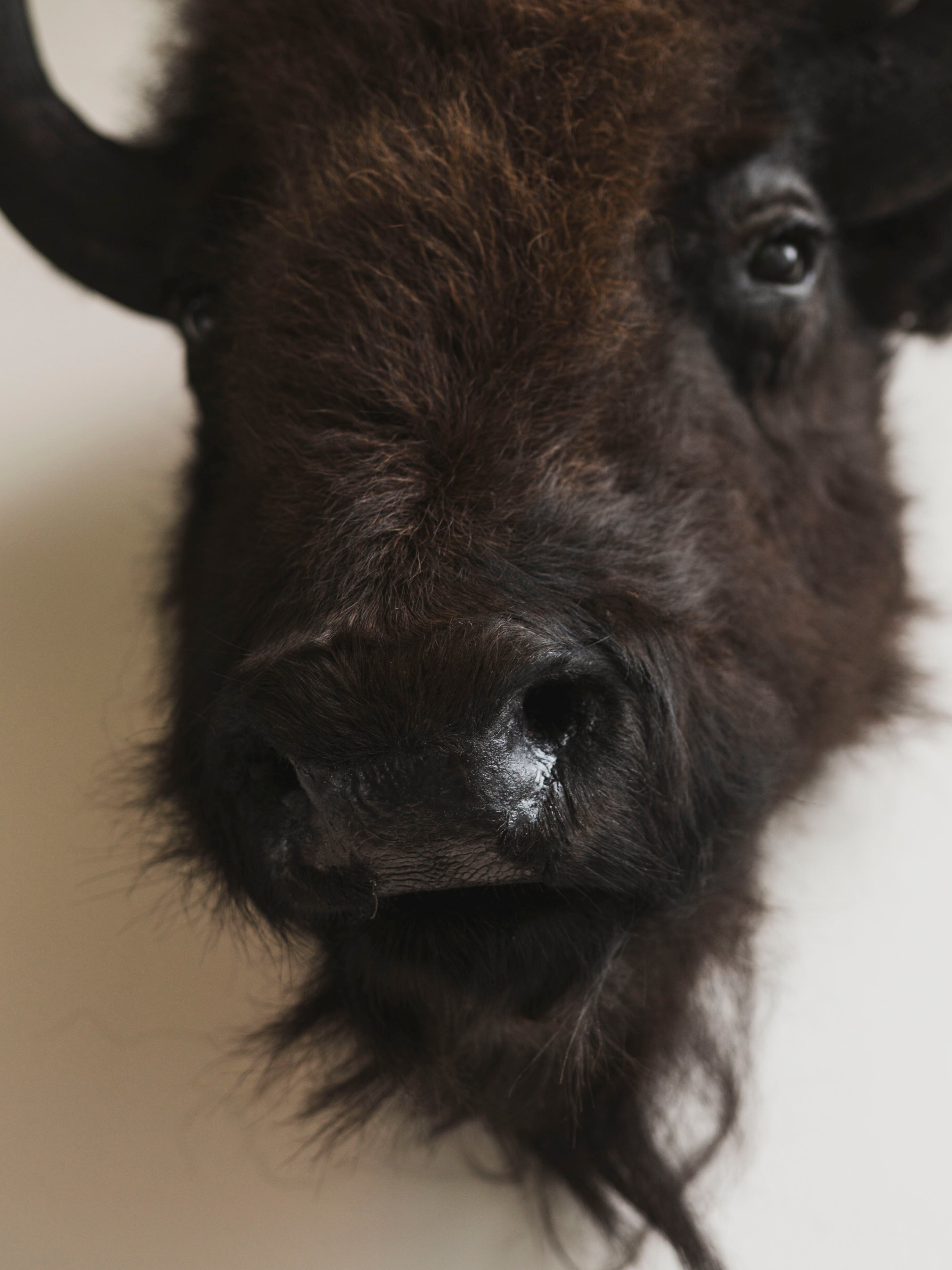 American Bison Head Mount Taxidermy (Bill), TA359