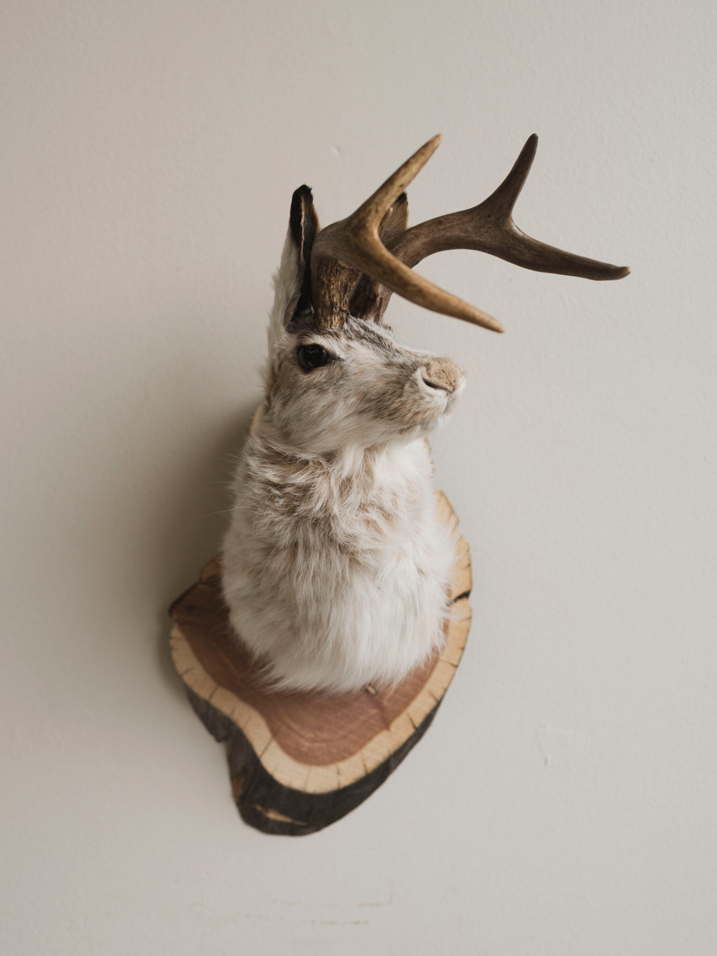 Jackalope Taxidermy (Maris), TA388